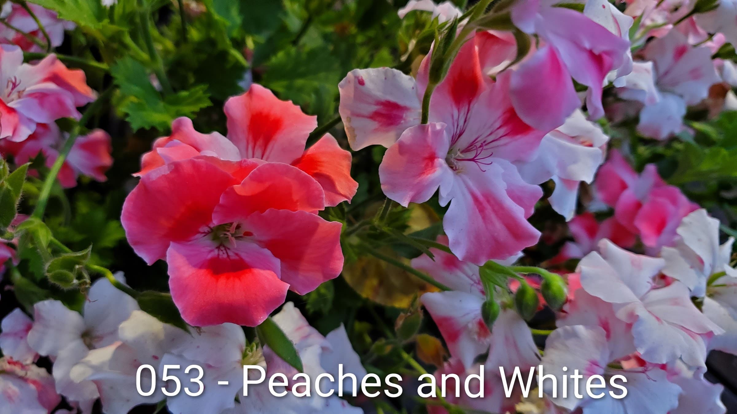 Peaches and Whites