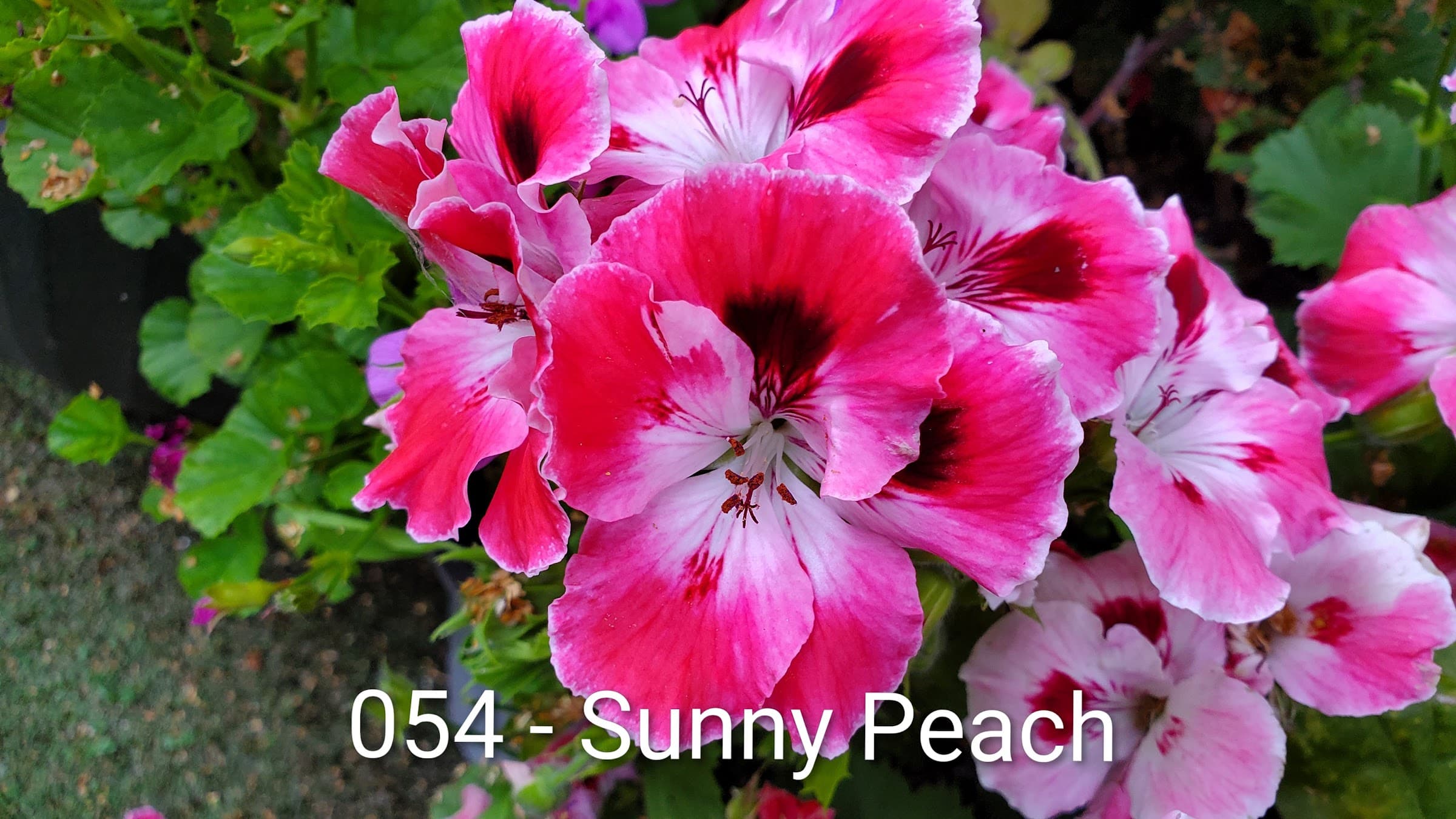 Sunny Peach