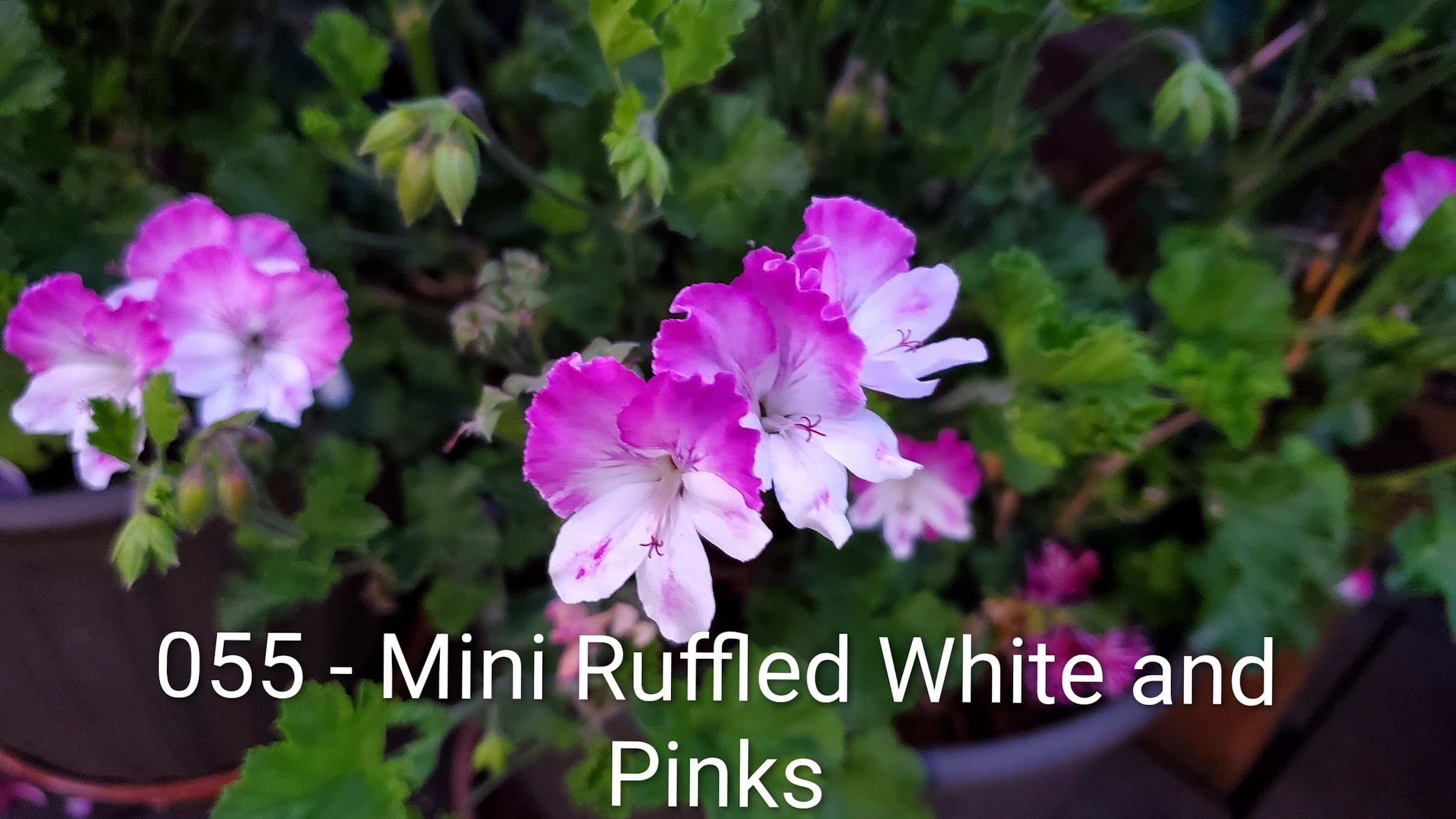 Mini Ruffled White and Pinks