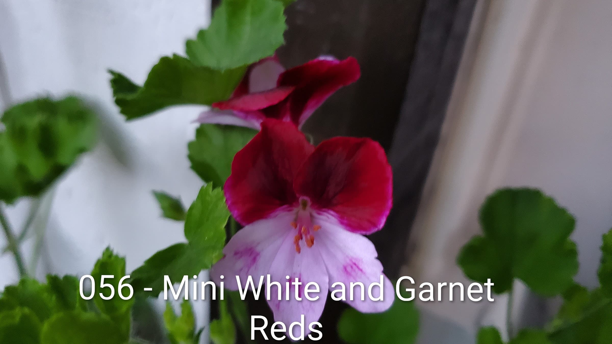 - Mini White and Garnet Reds
