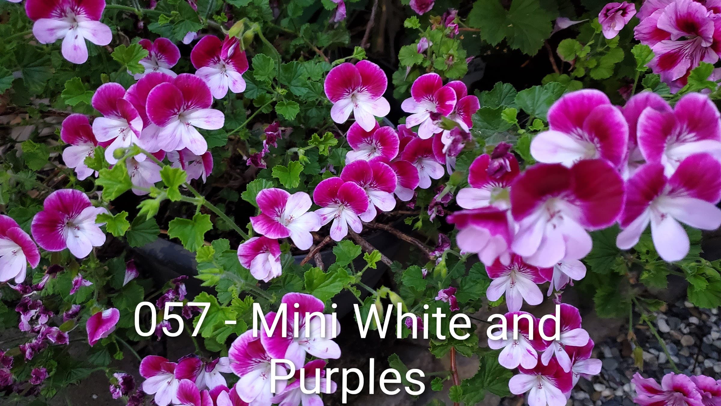 Mini White and Purples