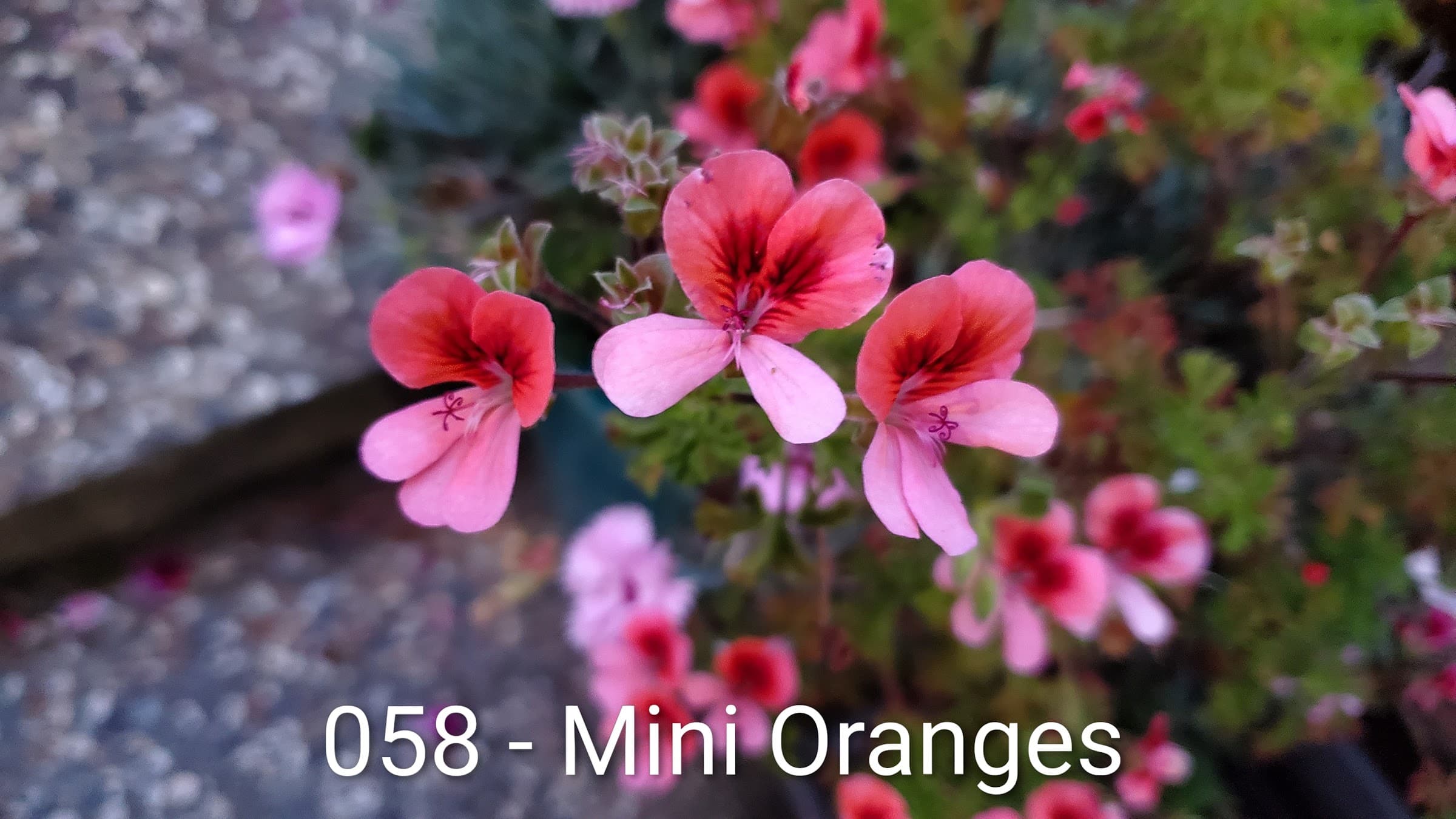 Mini Oranges
