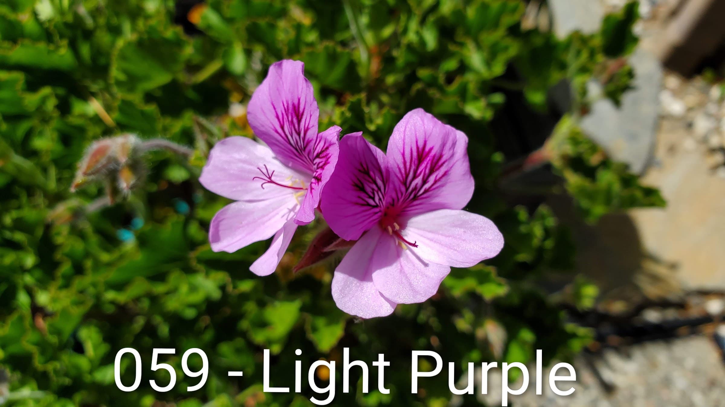 Light Purple
