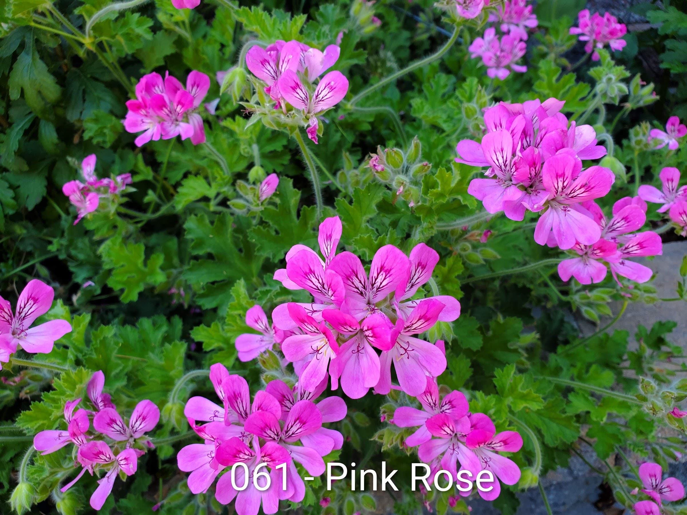 Pink Rose
