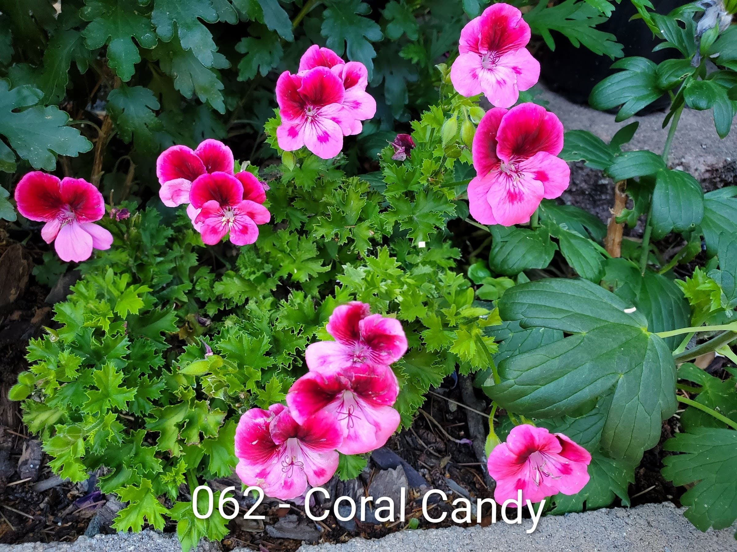 Coral Candy