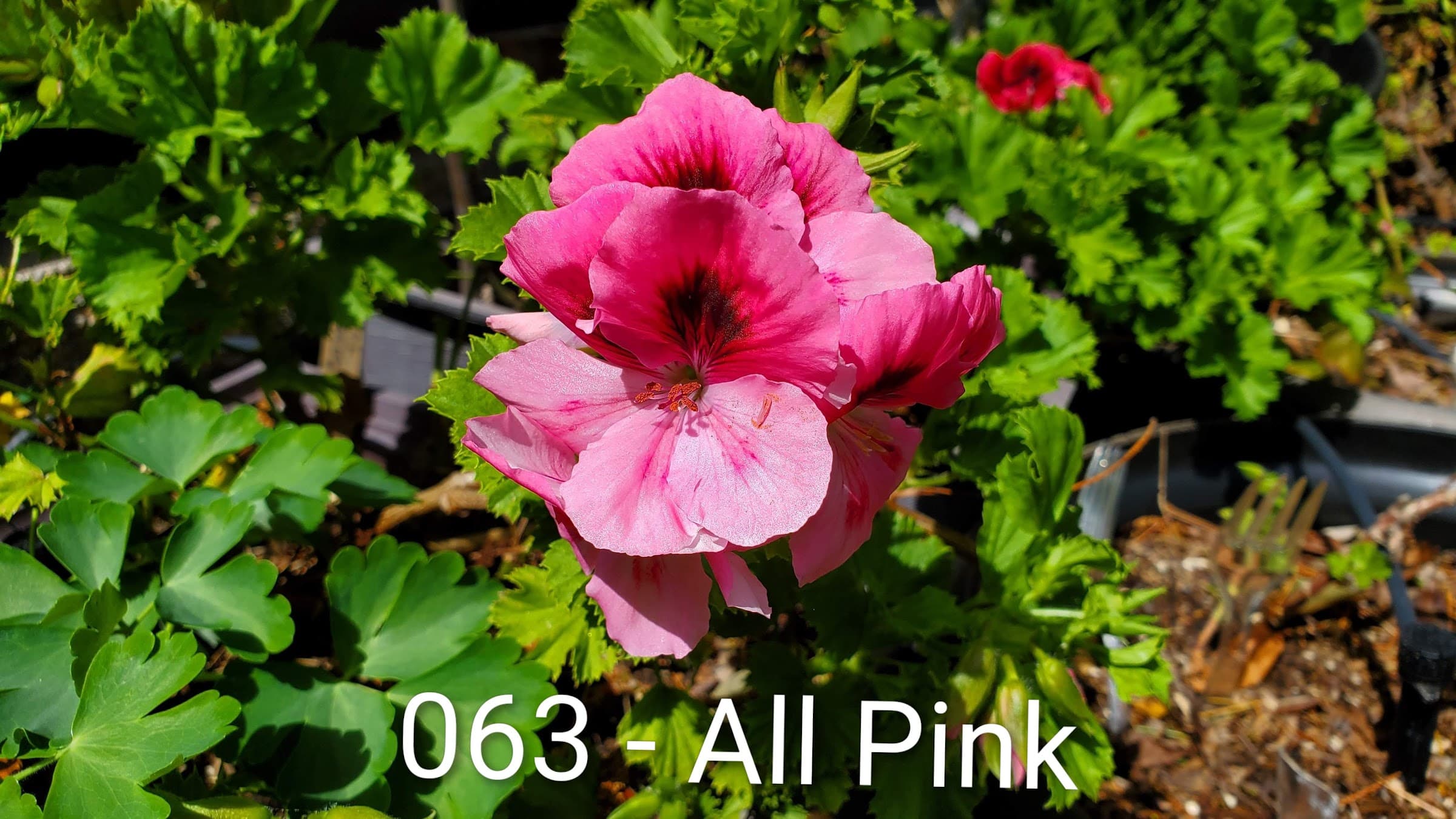 All Pink