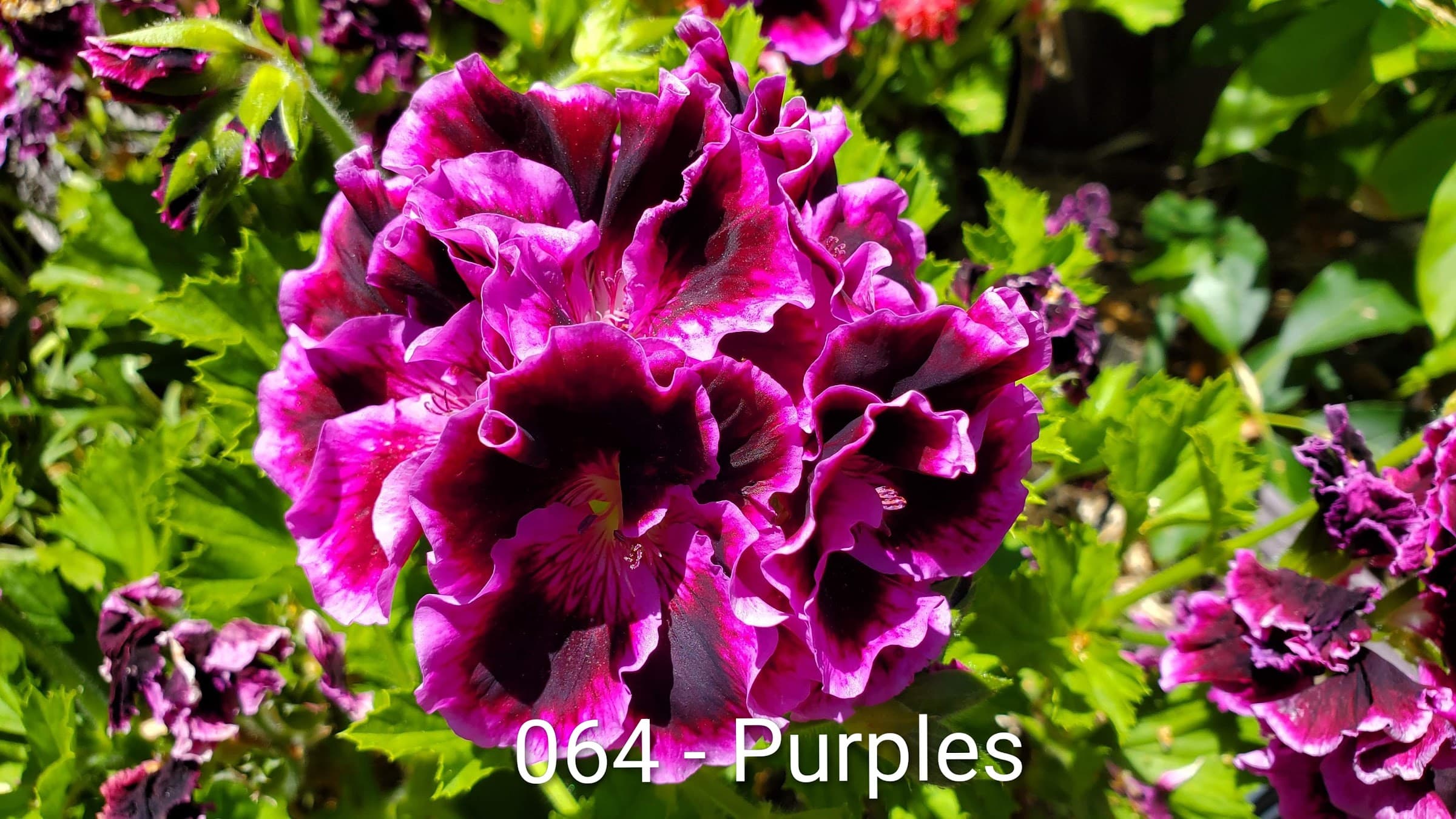 Purples