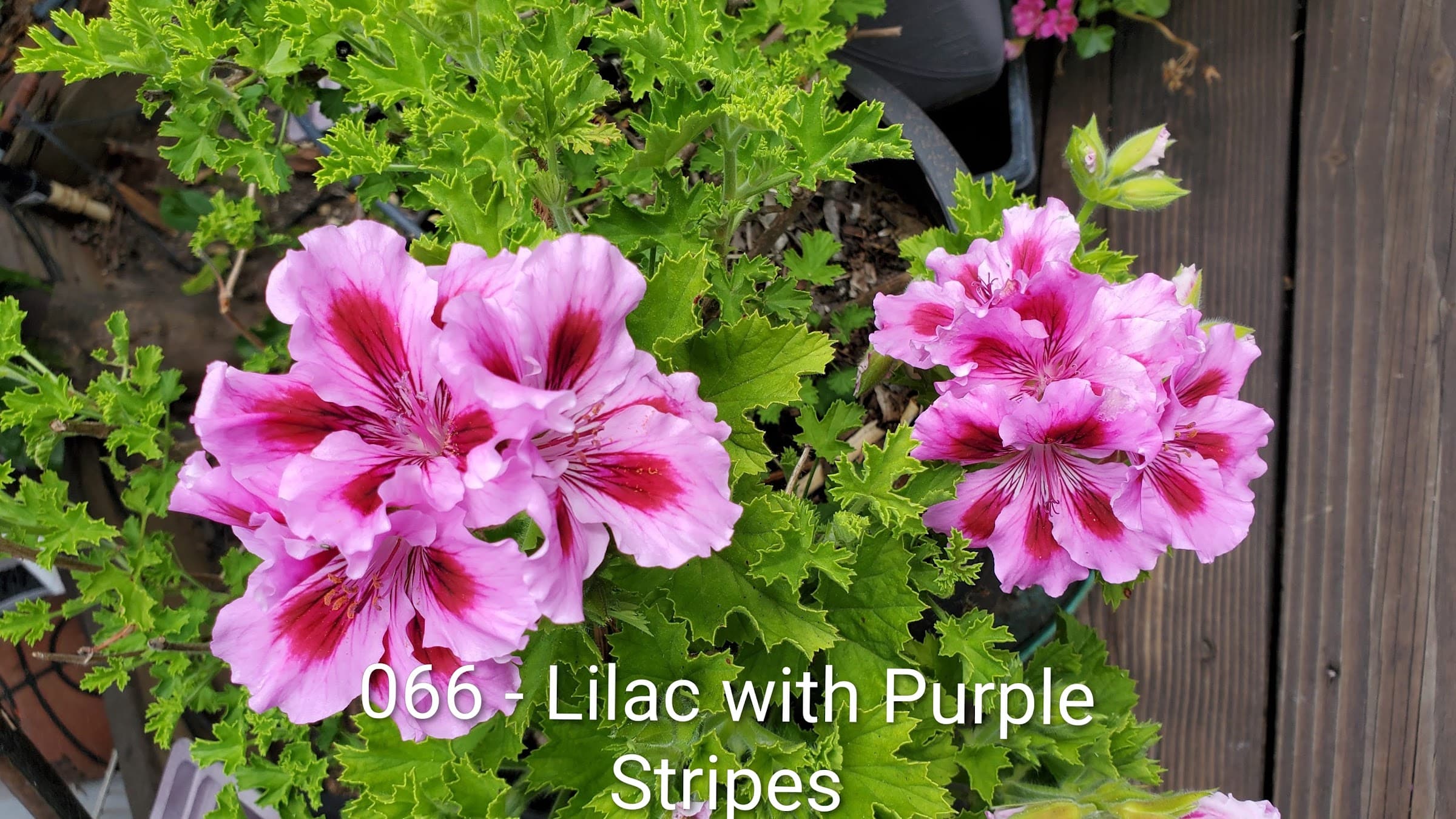 Lilac with Purple Stripes