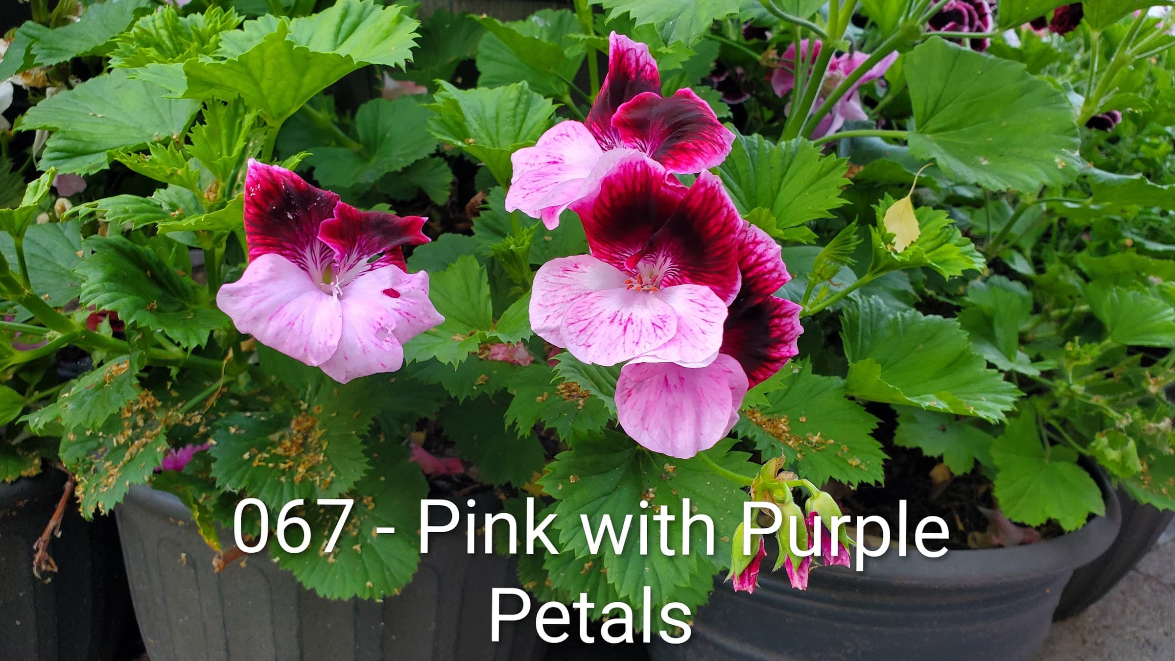 Pink with Purple Petals