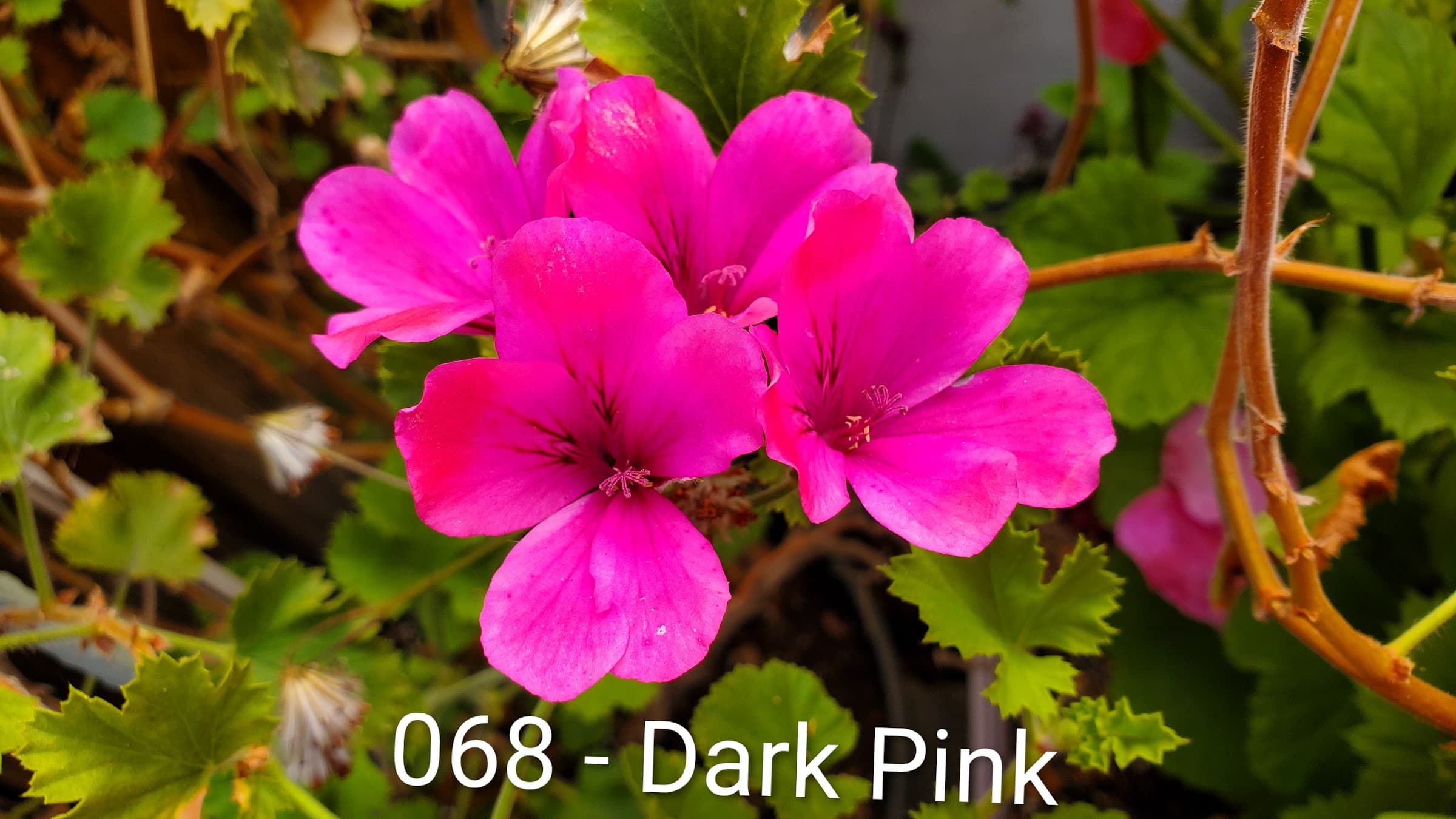 Dark Pink
