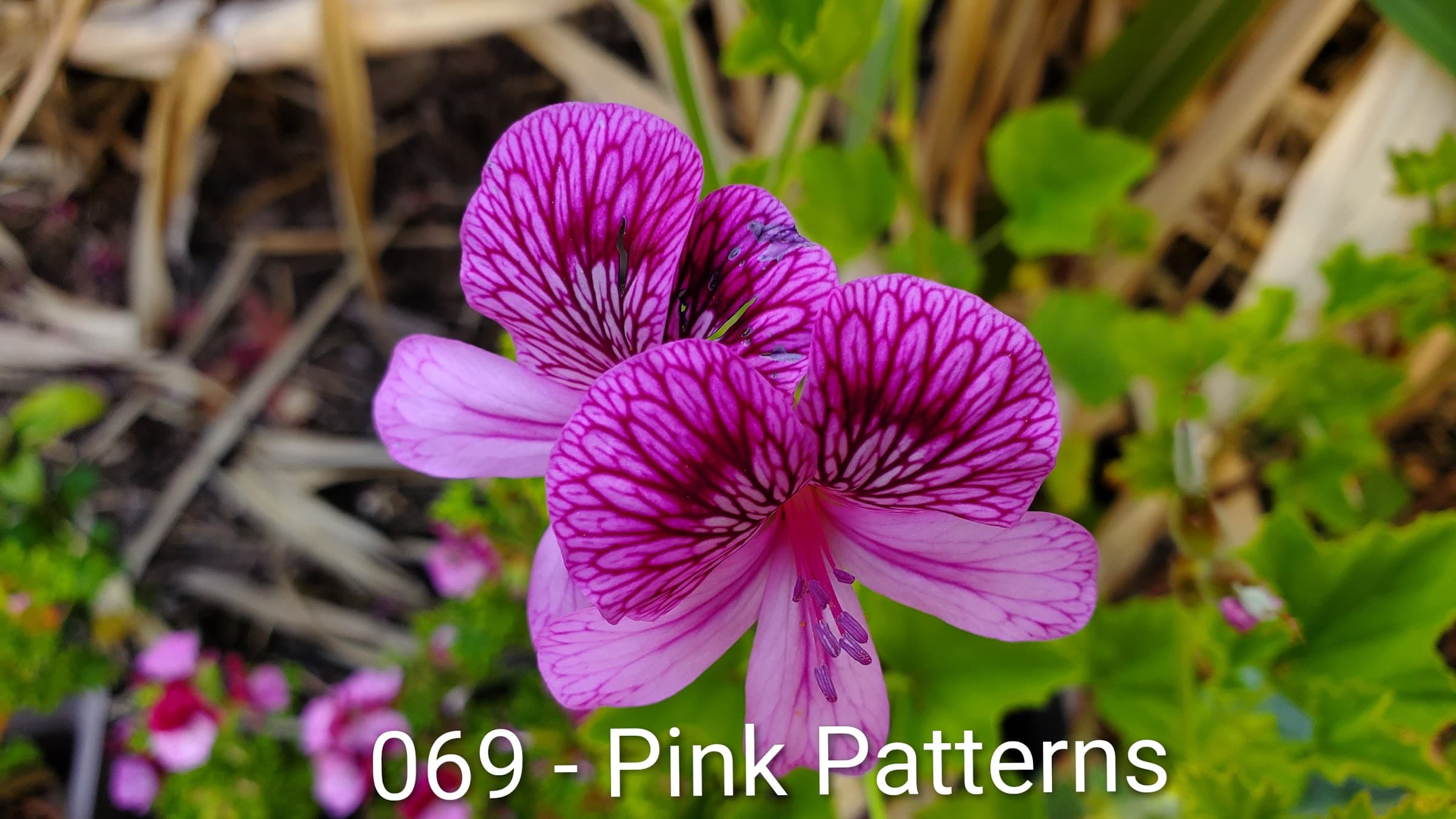 Pink Patterns
