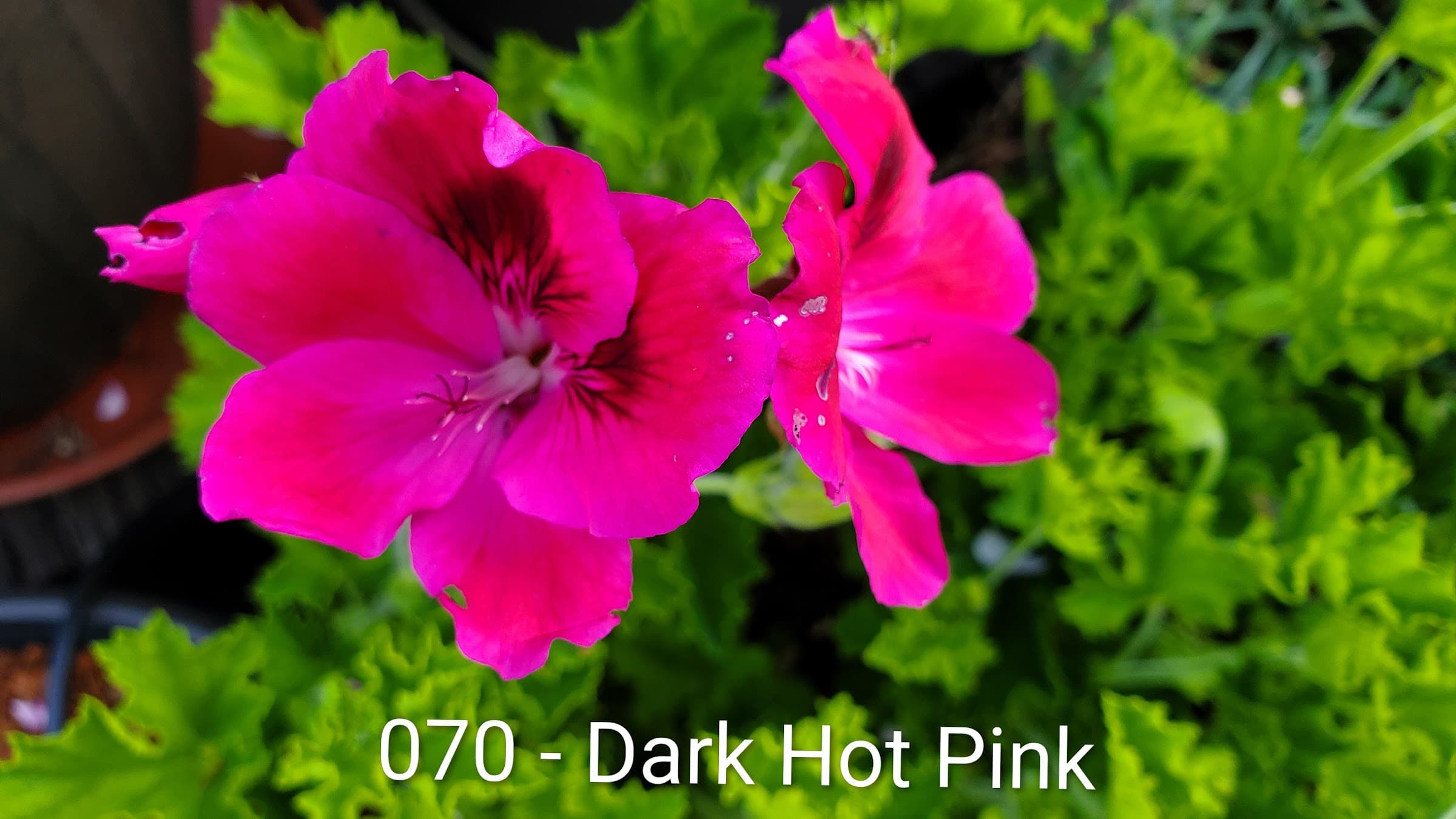 Dark Hot Pink