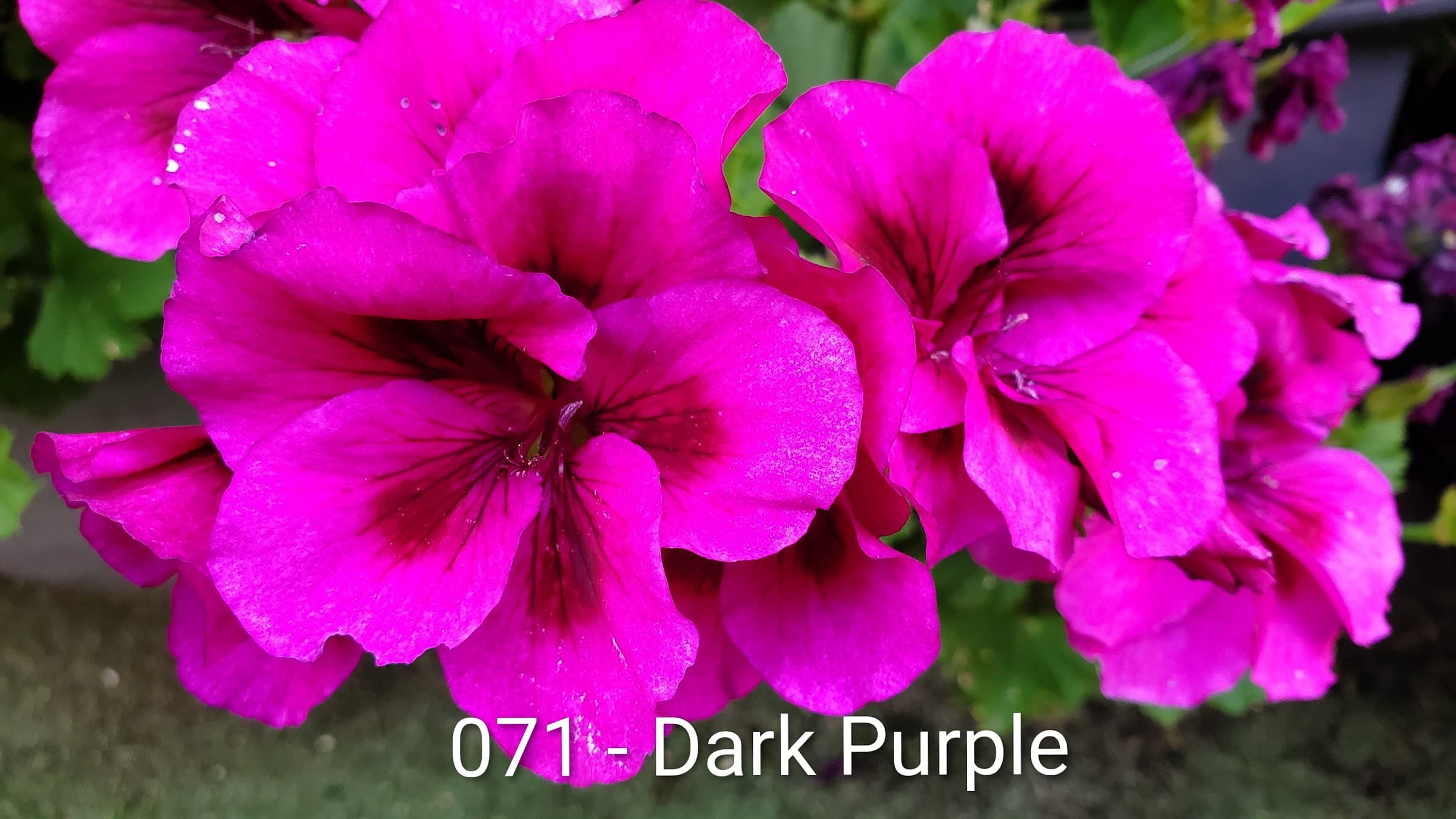 Dark Purple