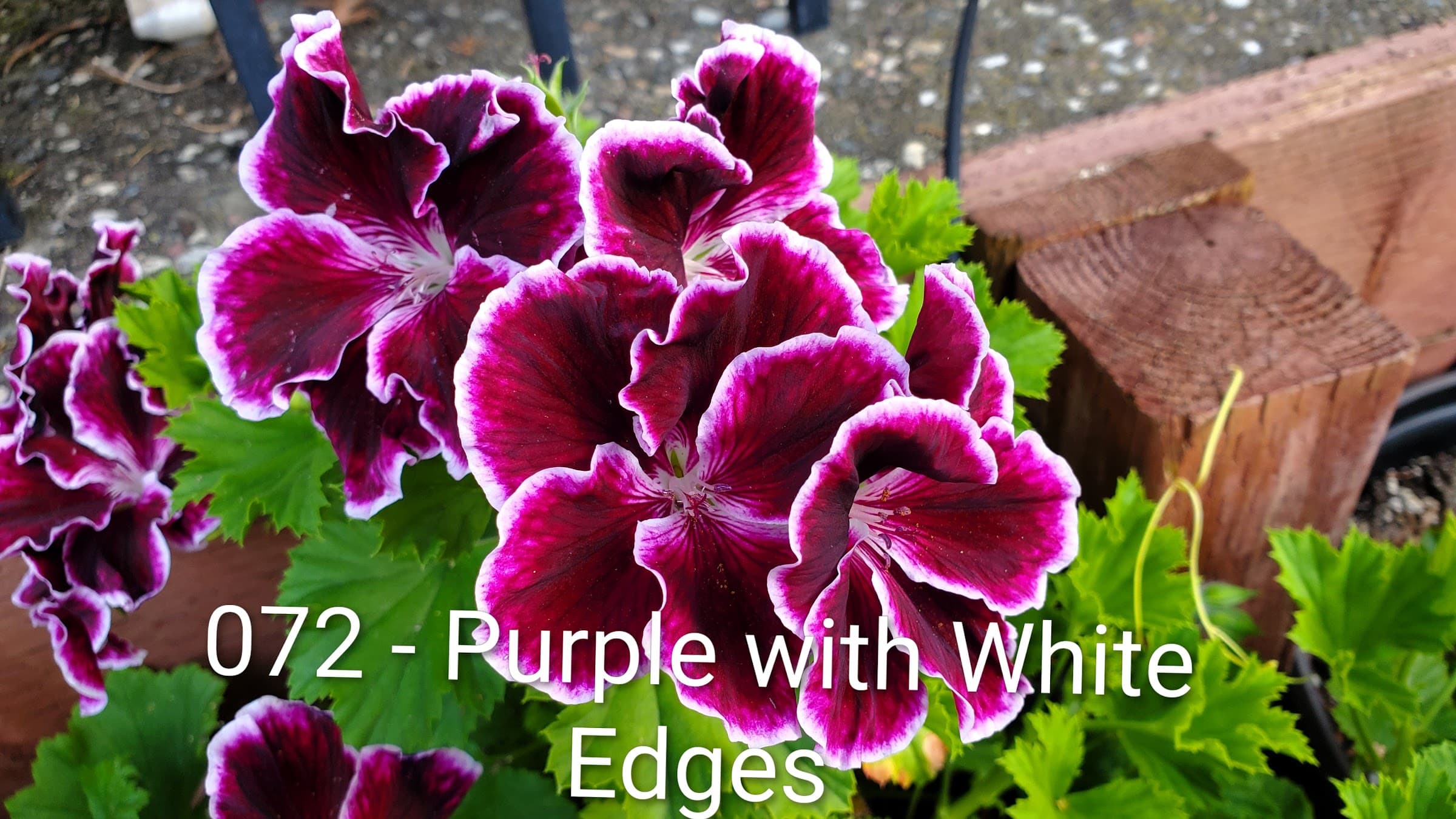 Purple with White Edges