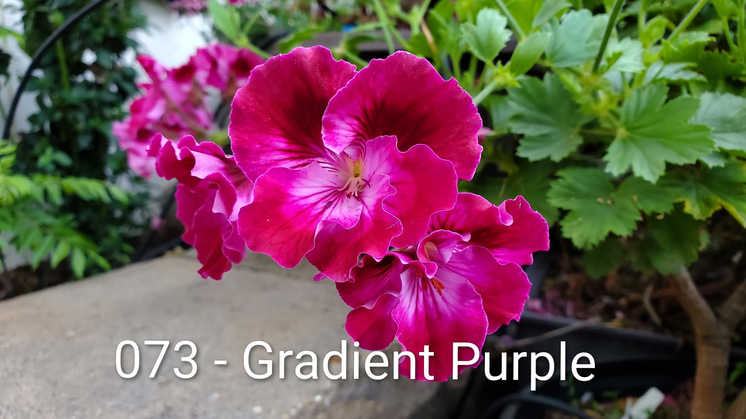 Gradient Purple