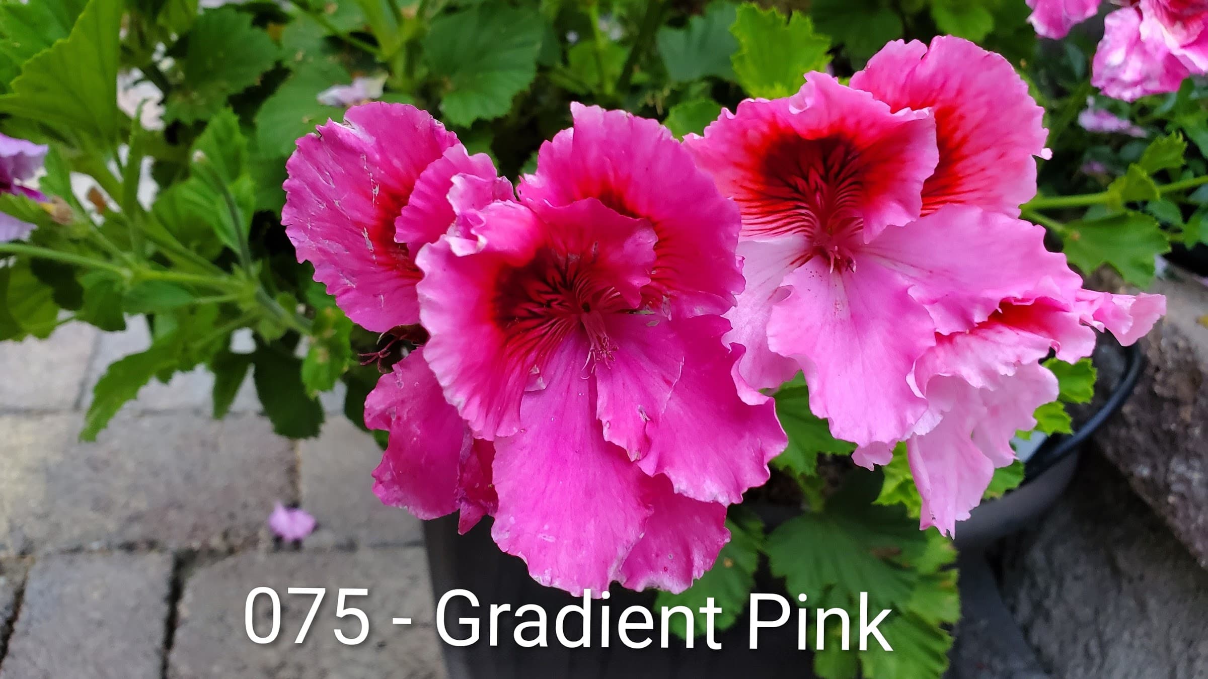 Gradient Pink