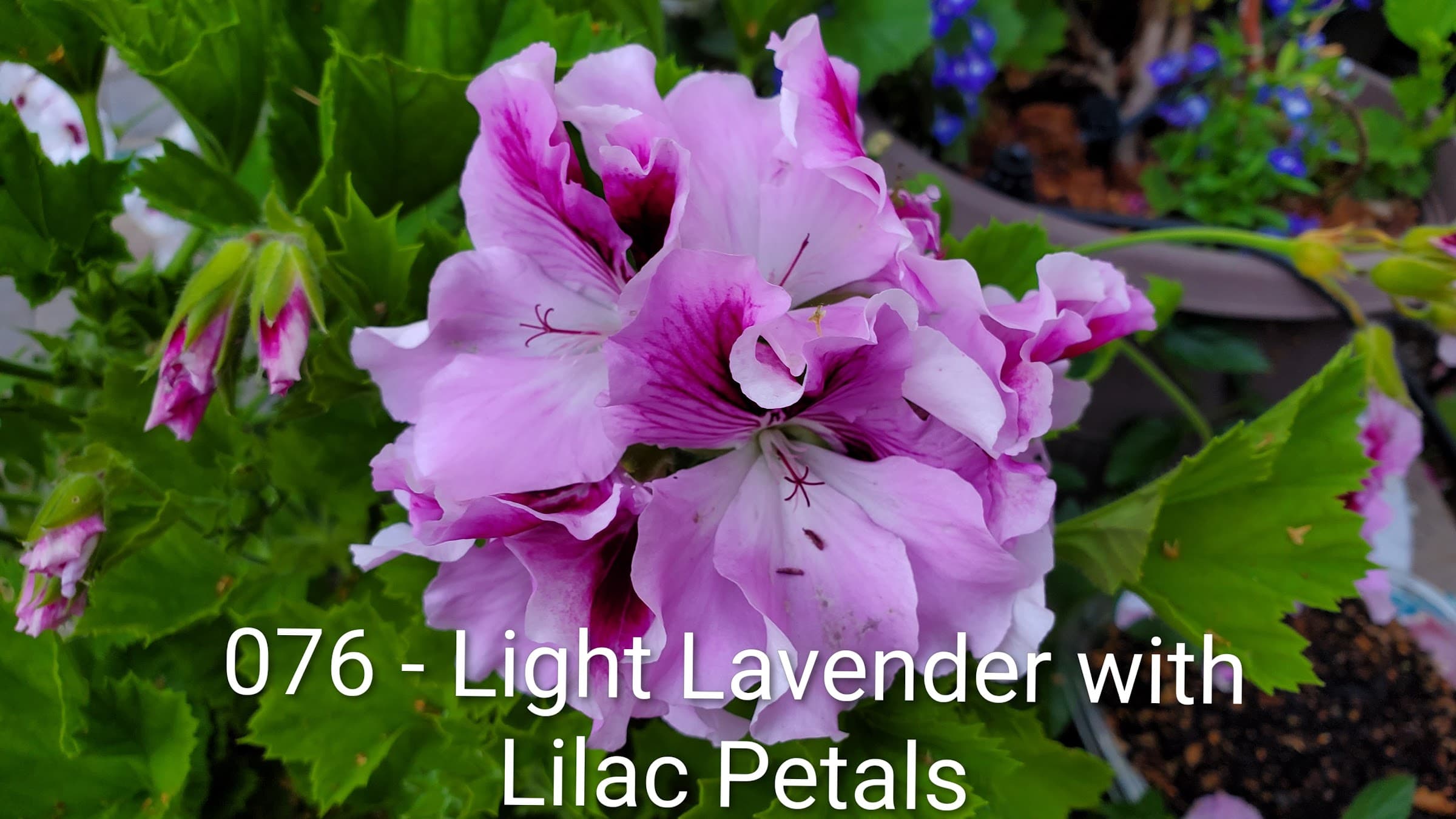 Light Lavender with Lilac Petals