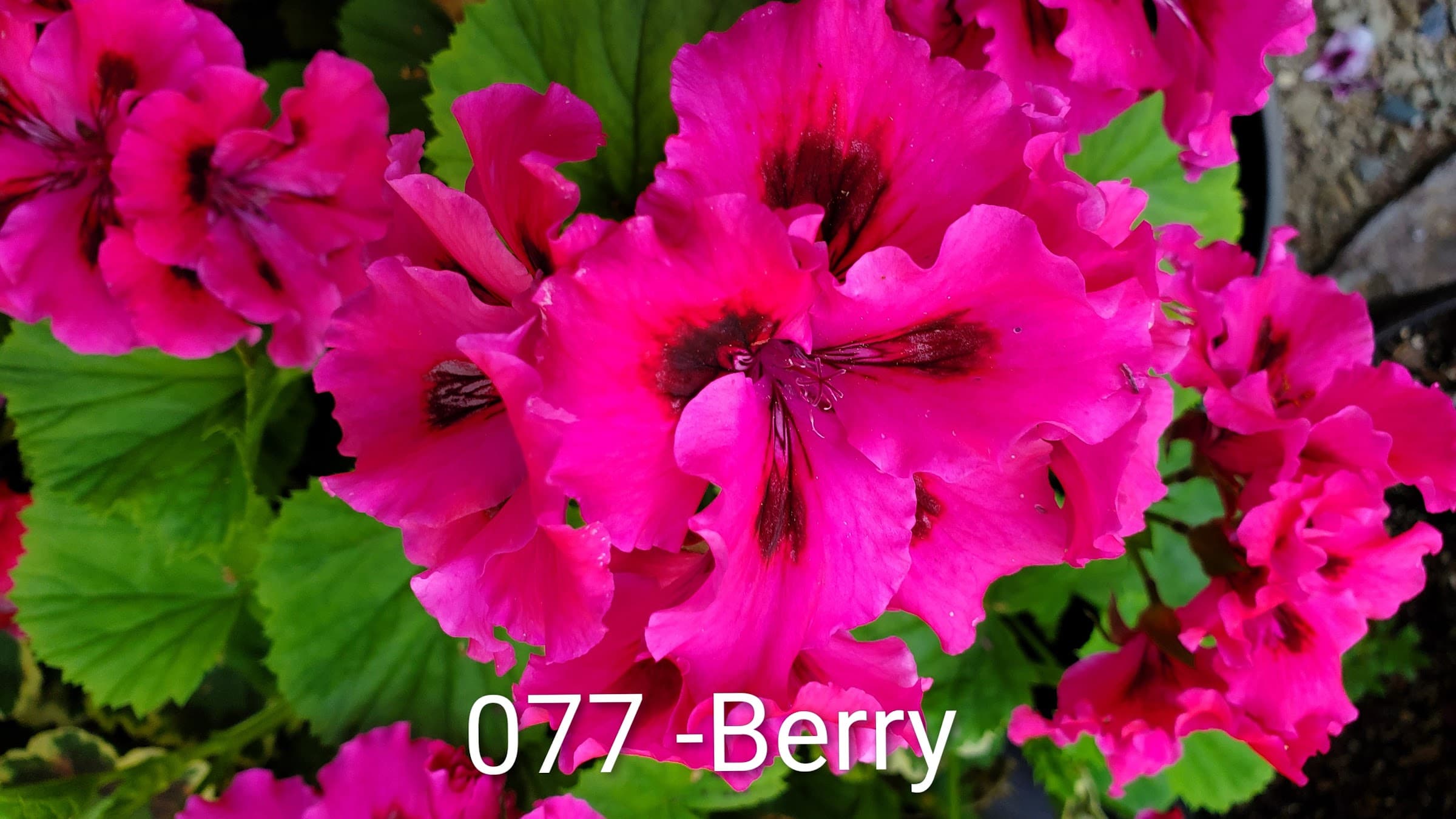 Berry
