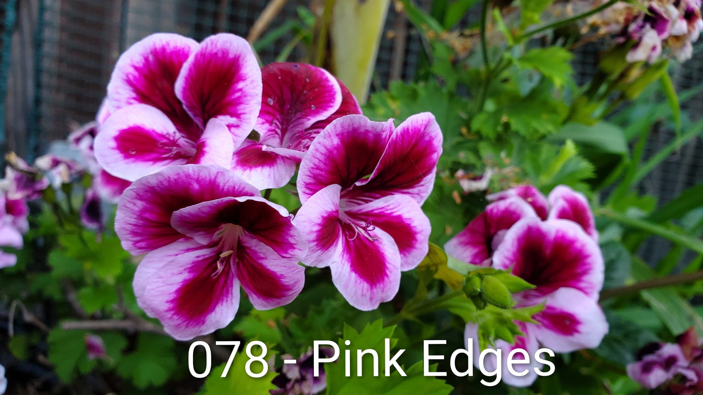 Pink Edges