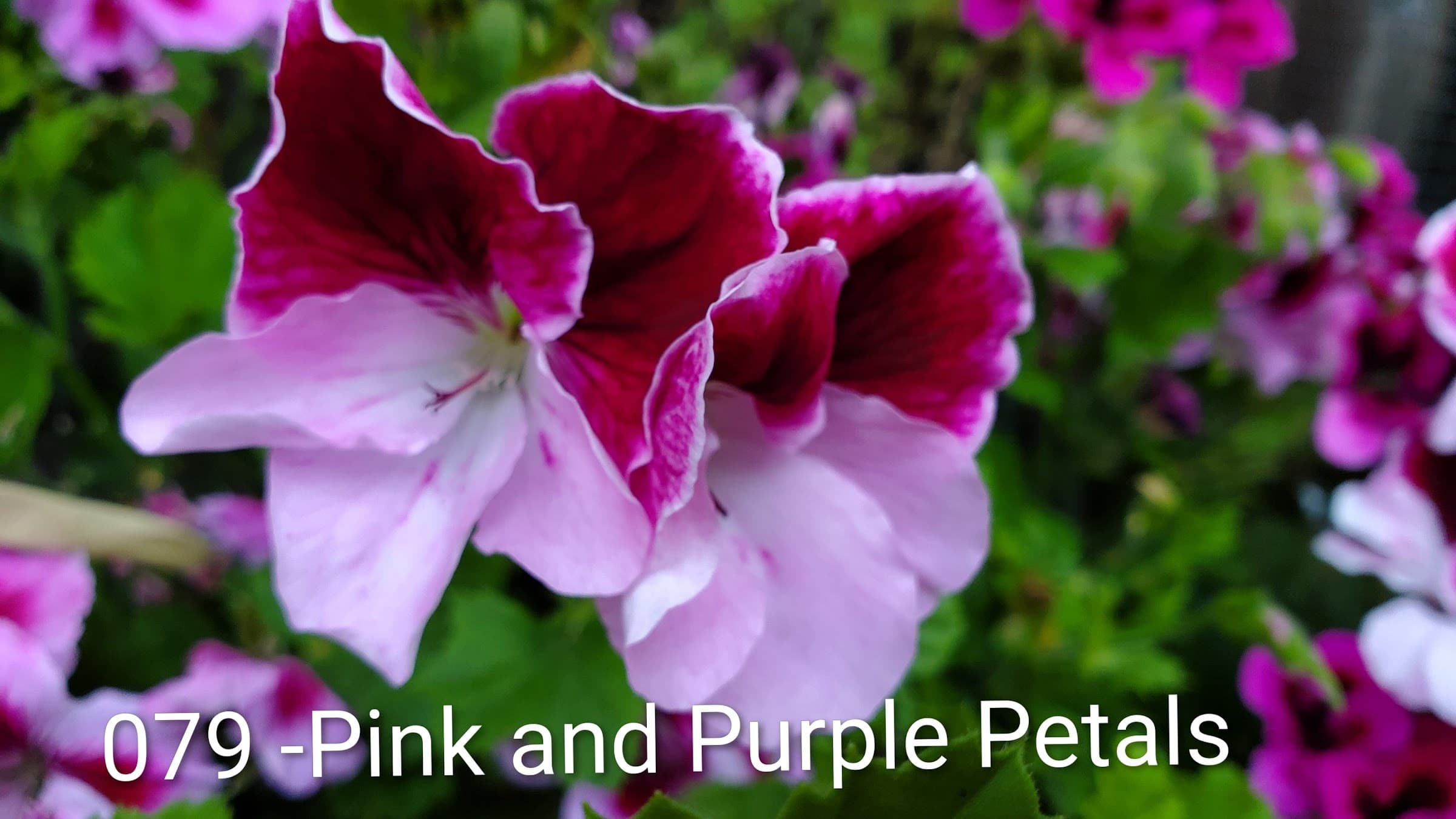 Pink and Purple Petals