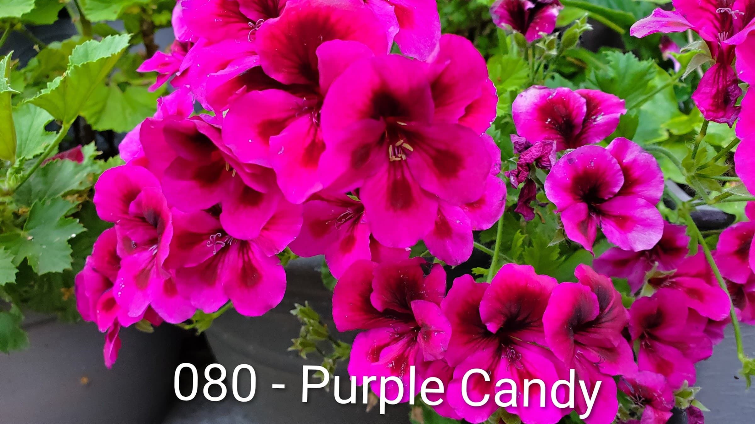 Purple Candy