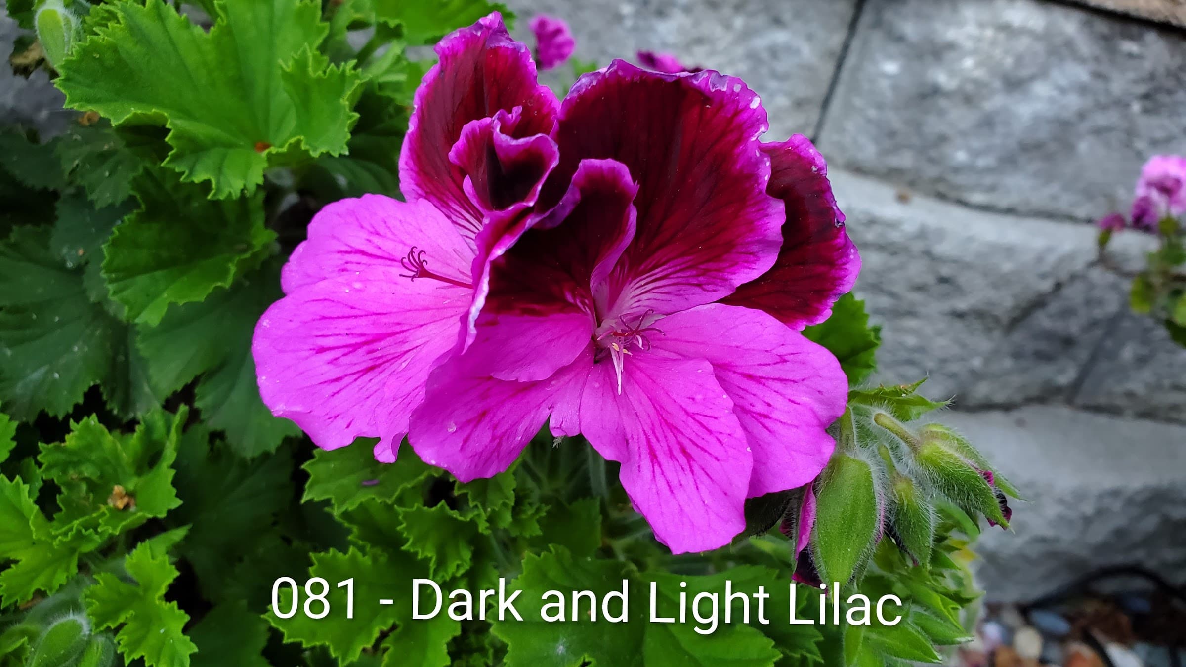 Dark and Light Lilac