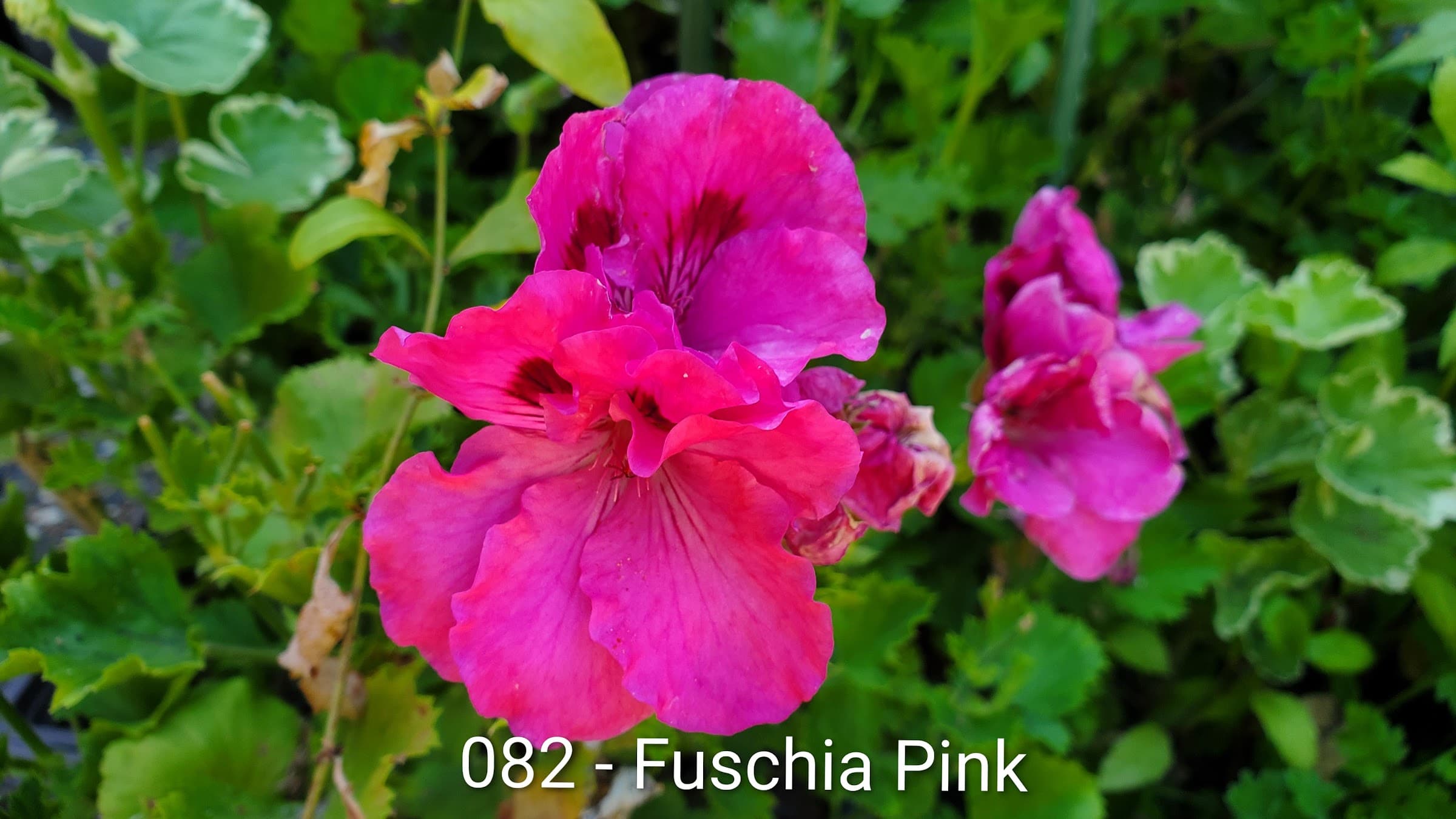 Fuschsia Pink