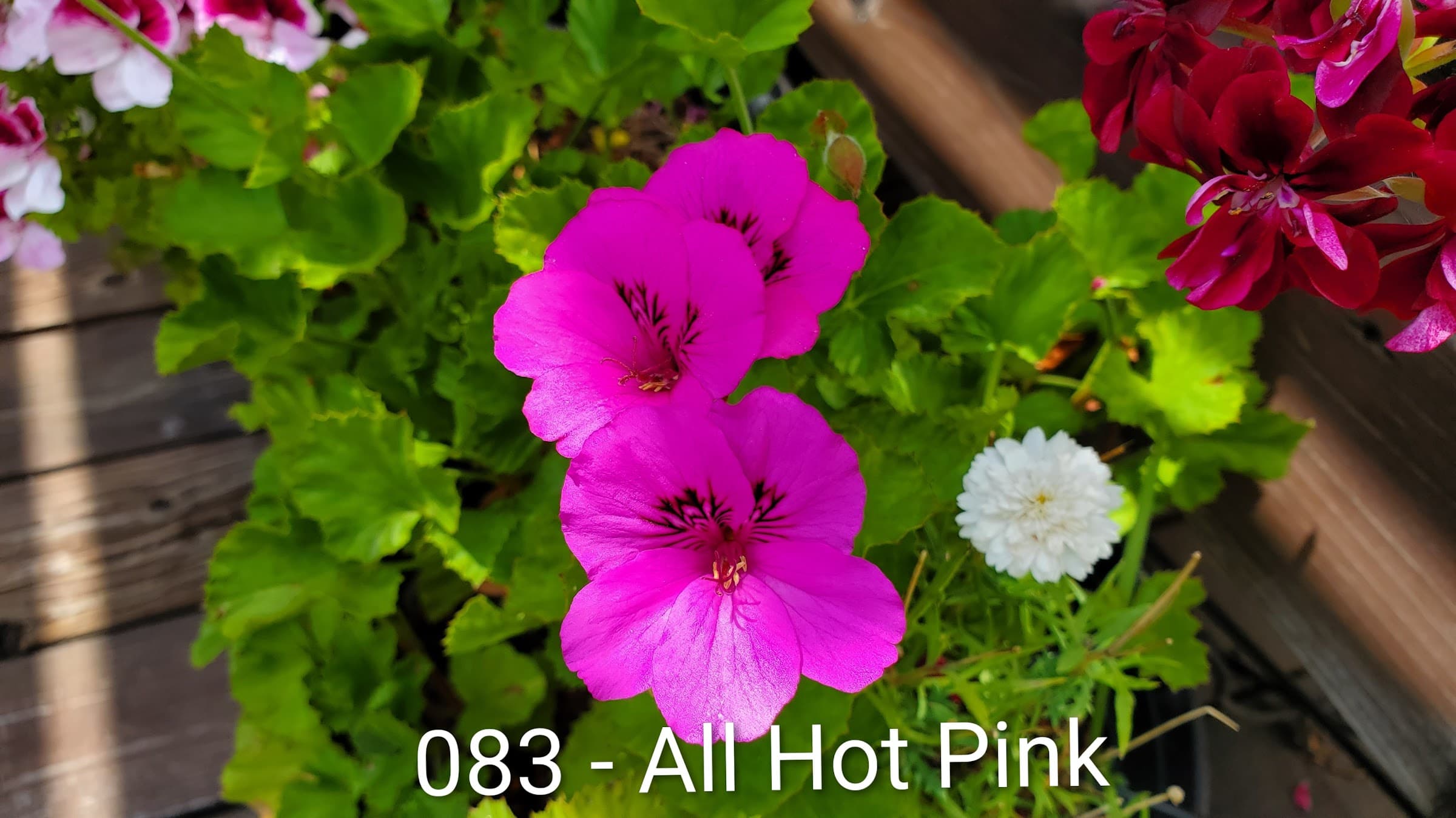 All Hot Pink