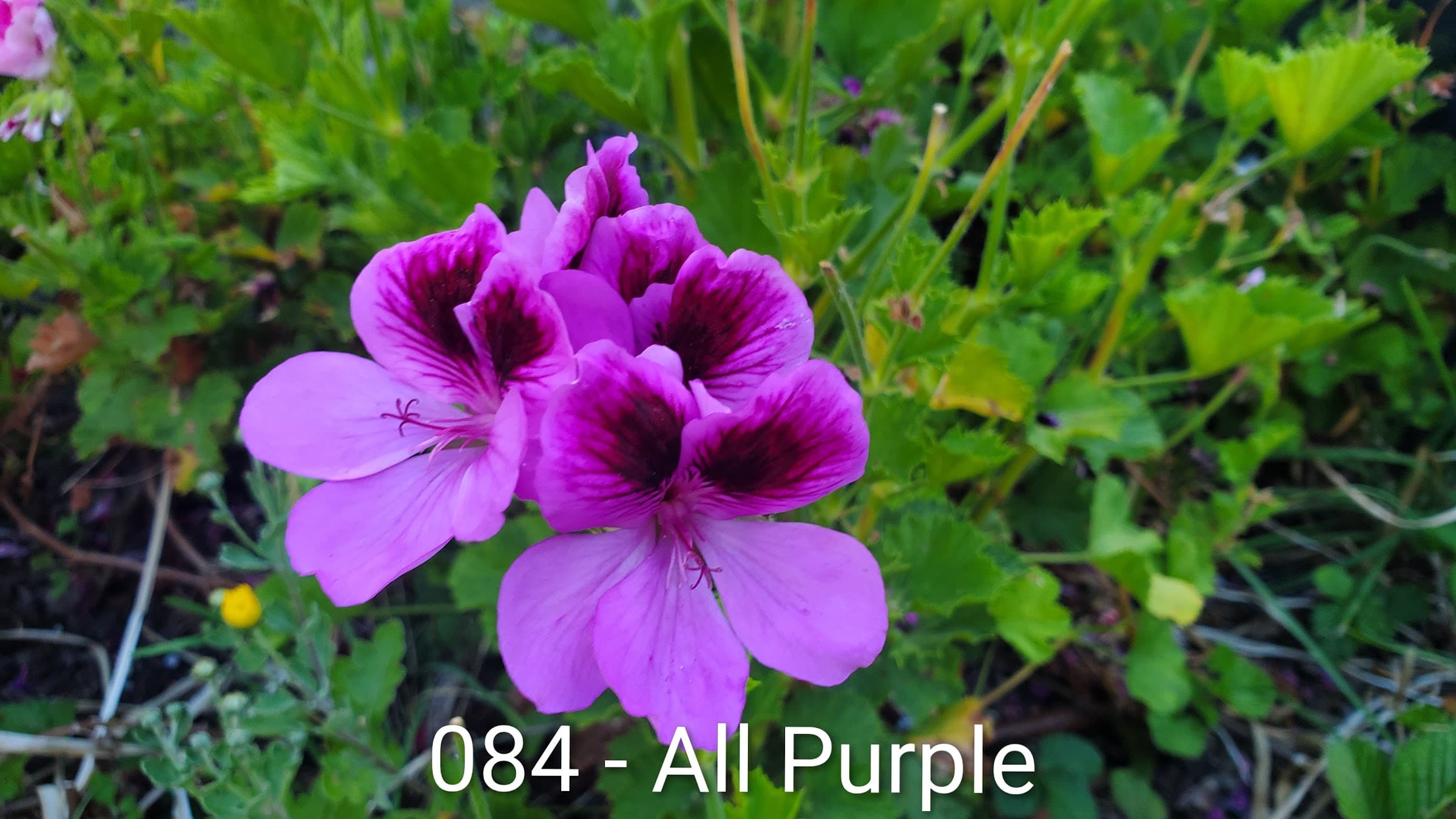 All Purple
