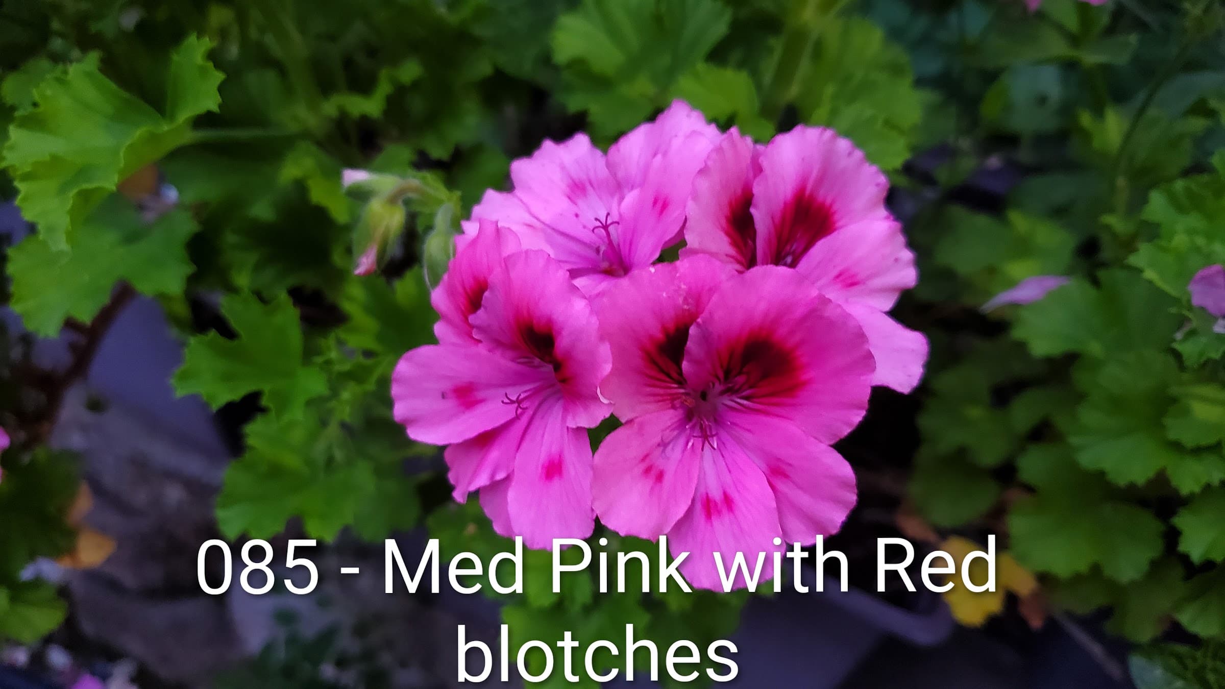 Med Pink with Red blotches