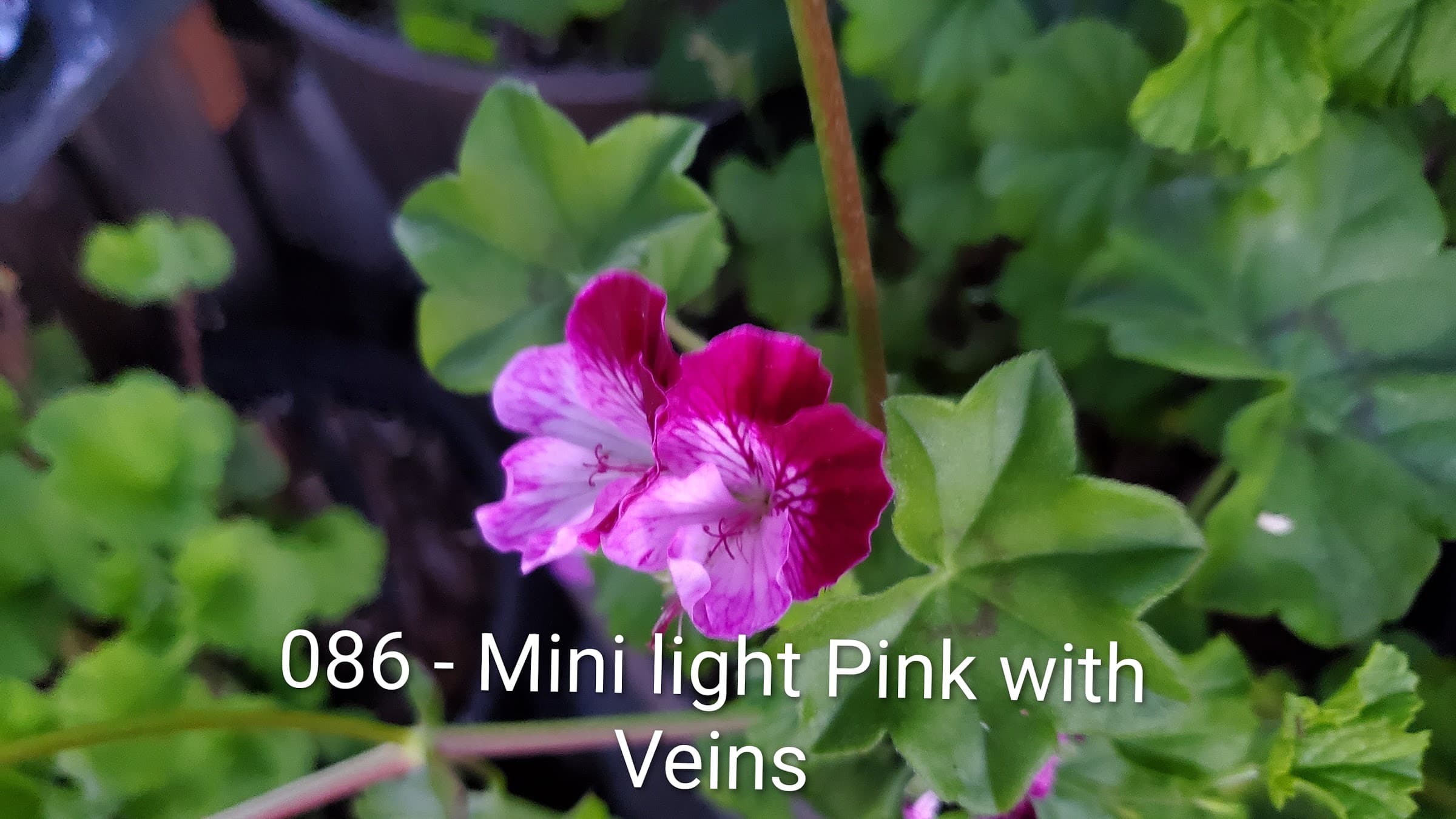 Mini light Pink with Veins