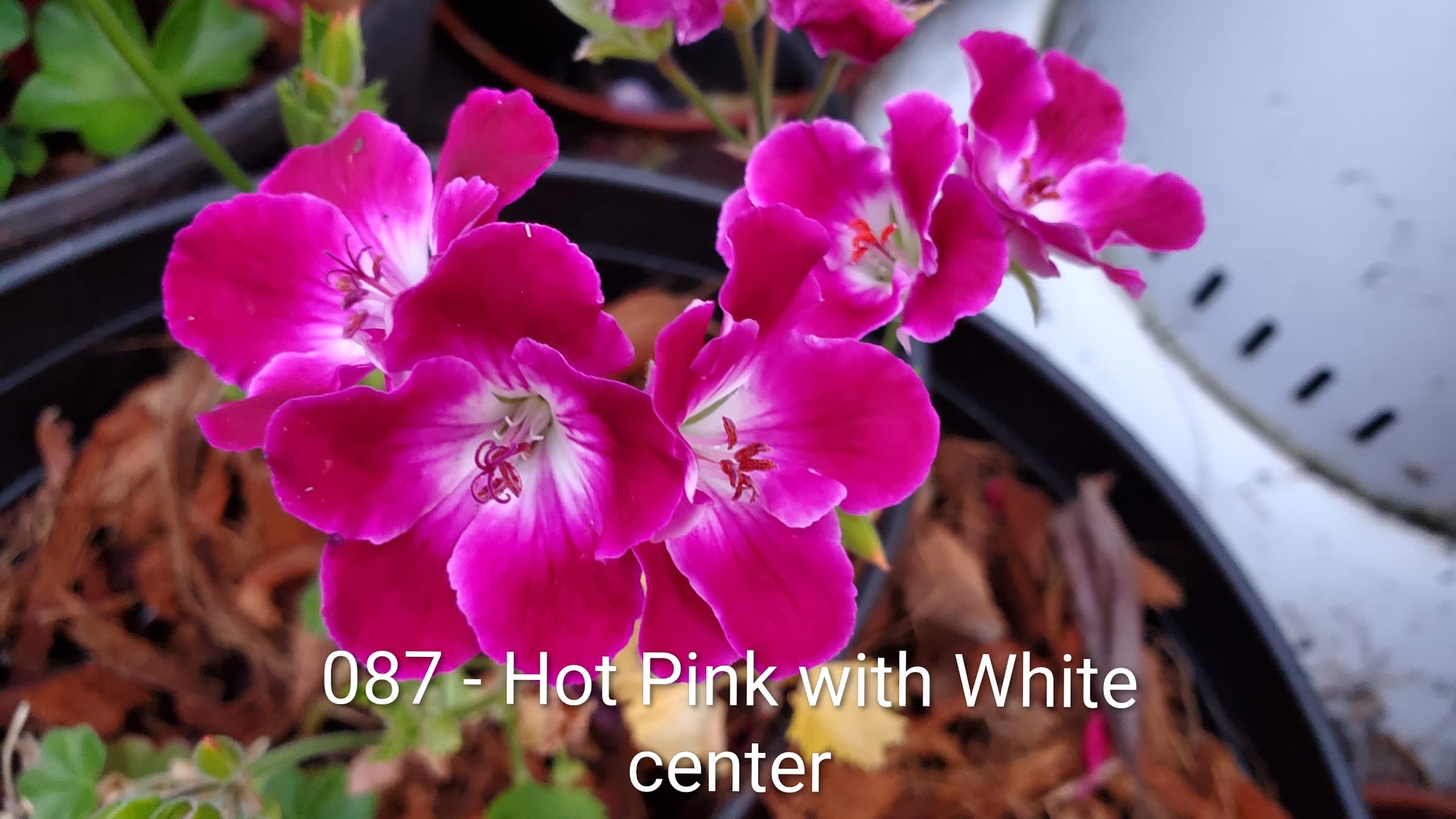 Hot Pink with White center