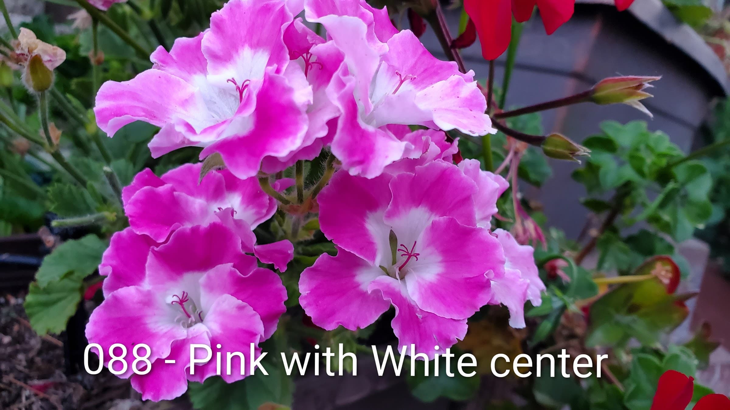 Pink with White center