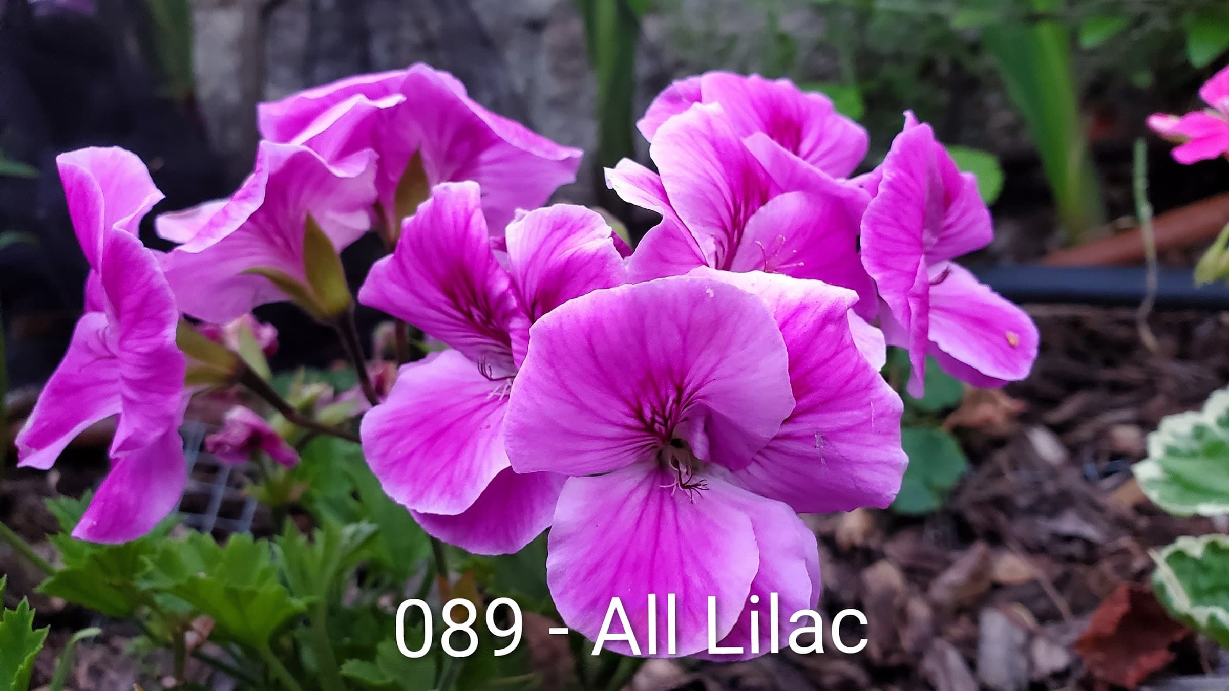All Lilac