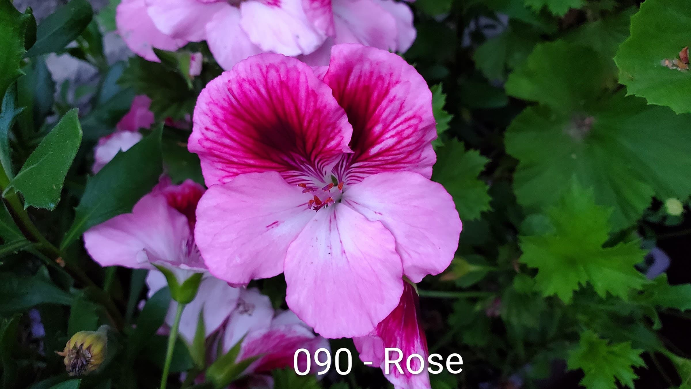 Rose