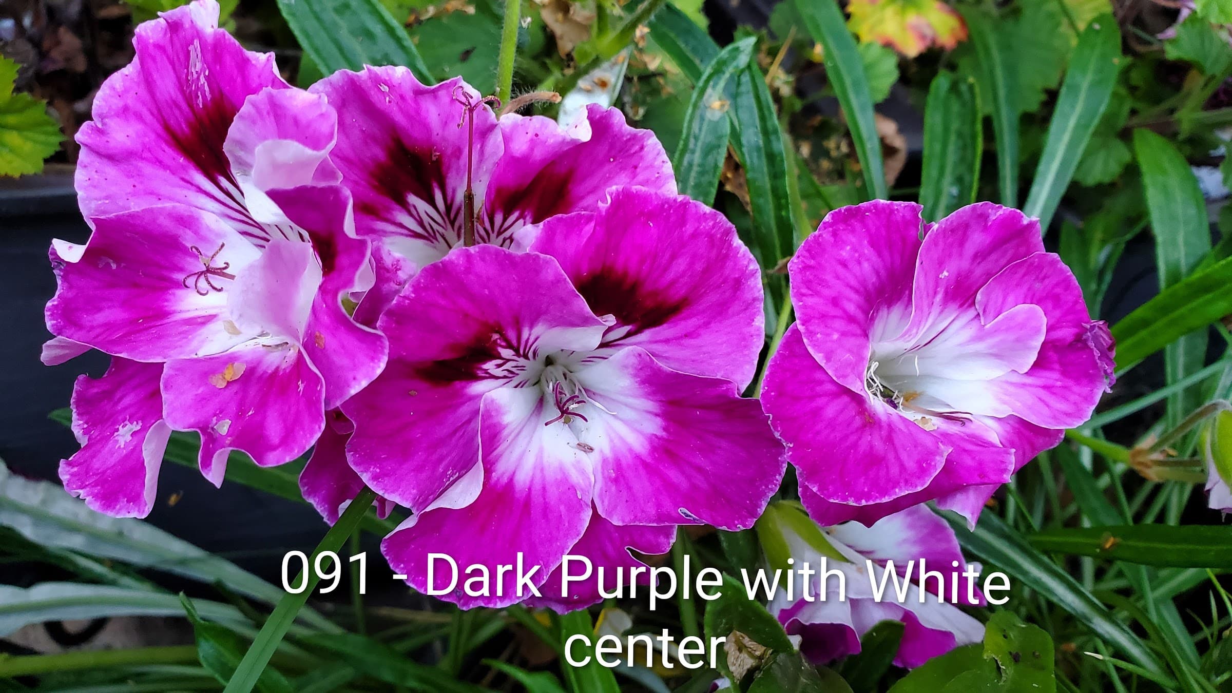 Dark Purple with White center