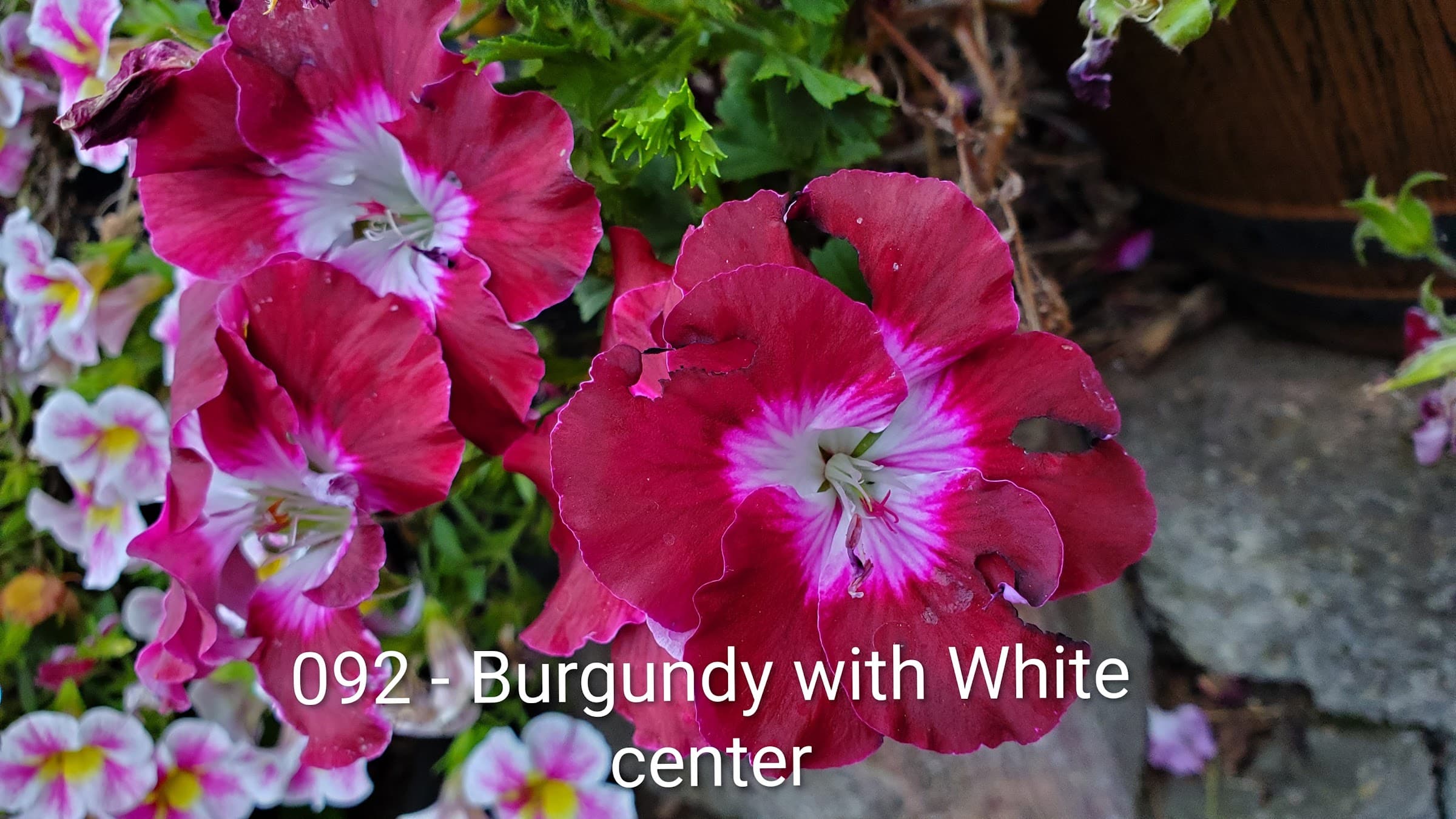 Burgundy with White center