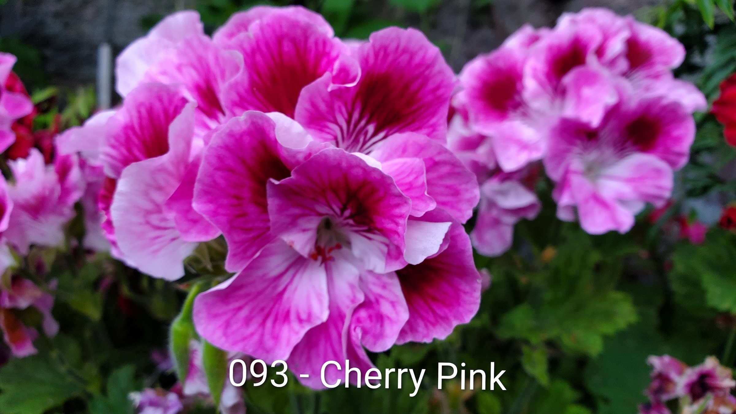 Cherry Pink