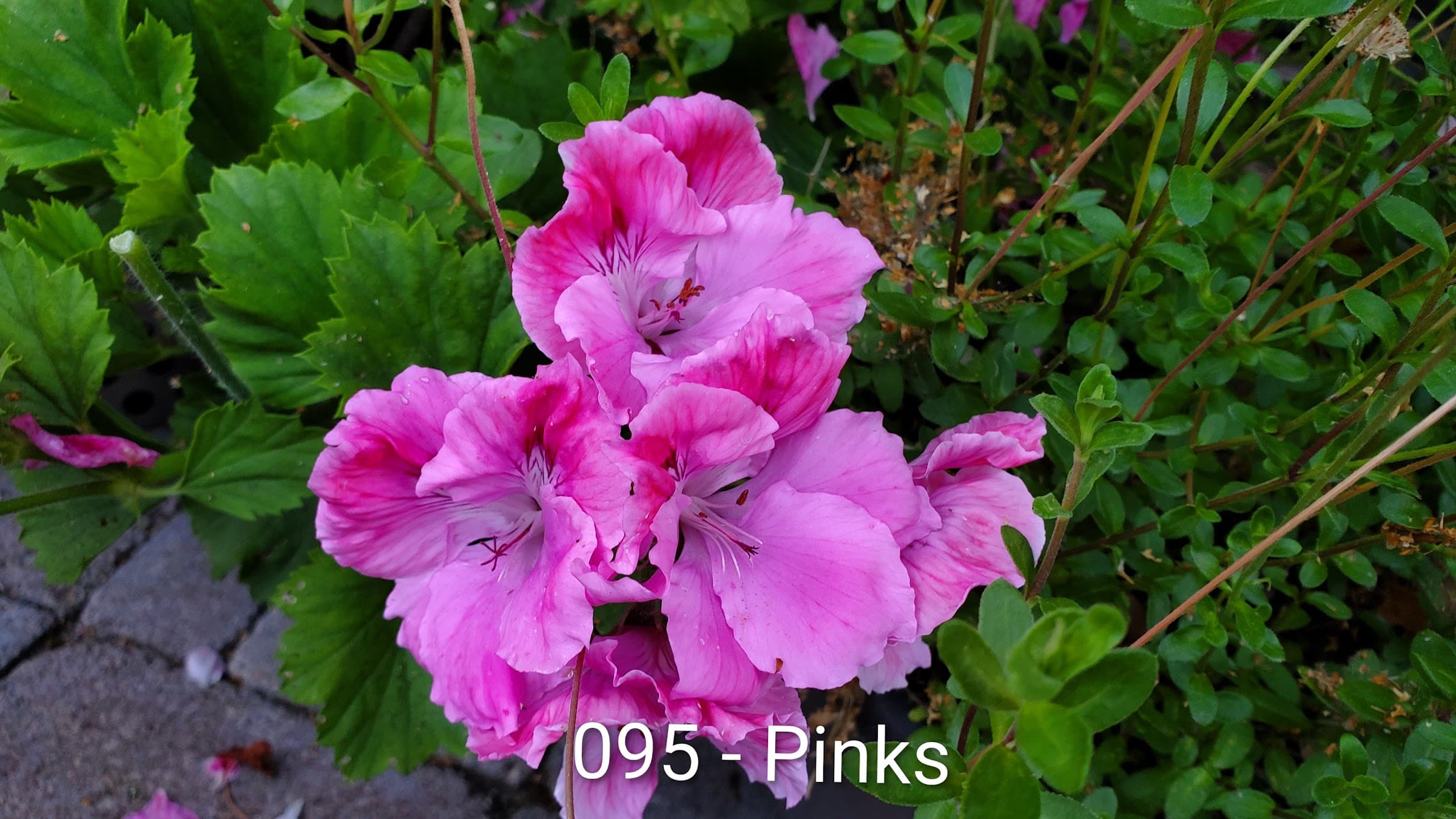 Pinks