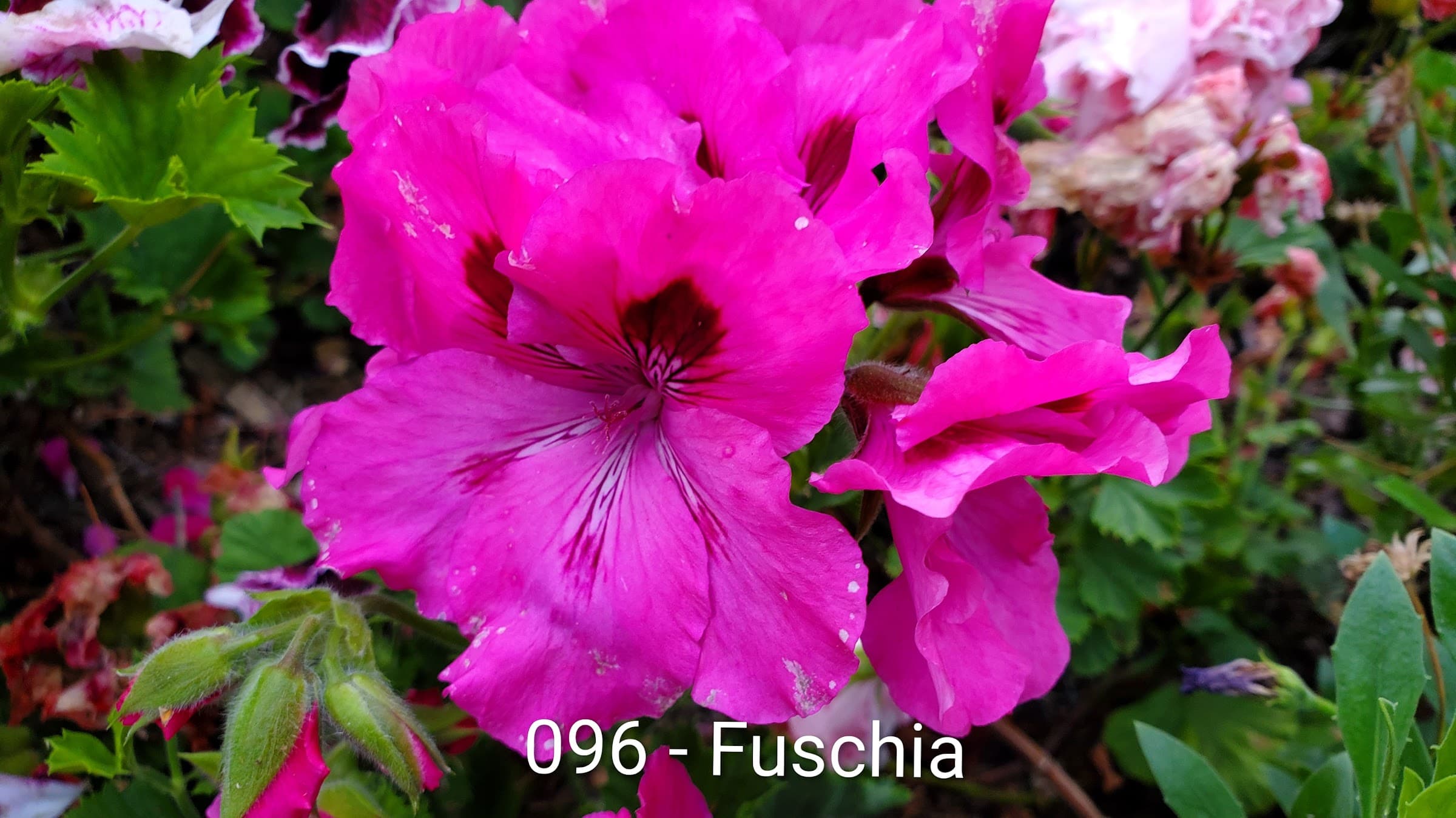 Fuschsia
