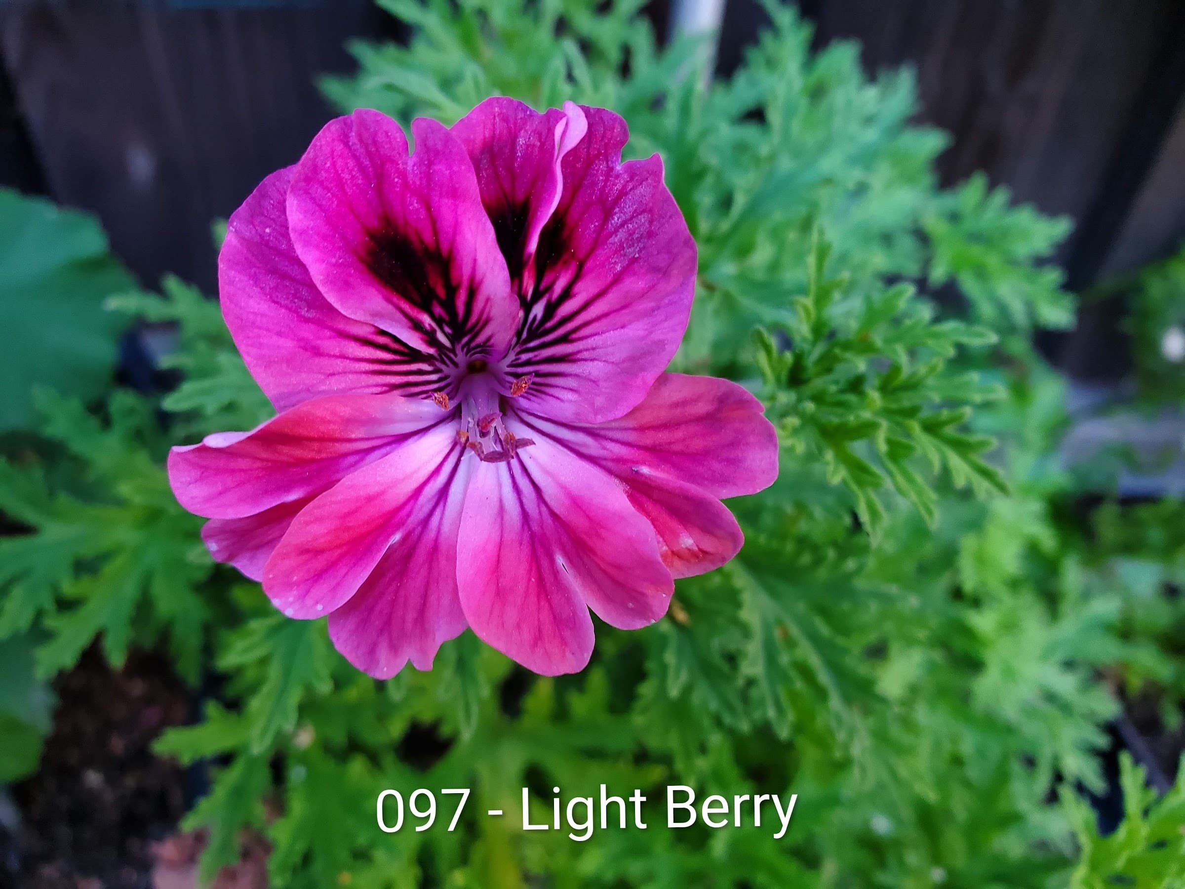 Light Berry
