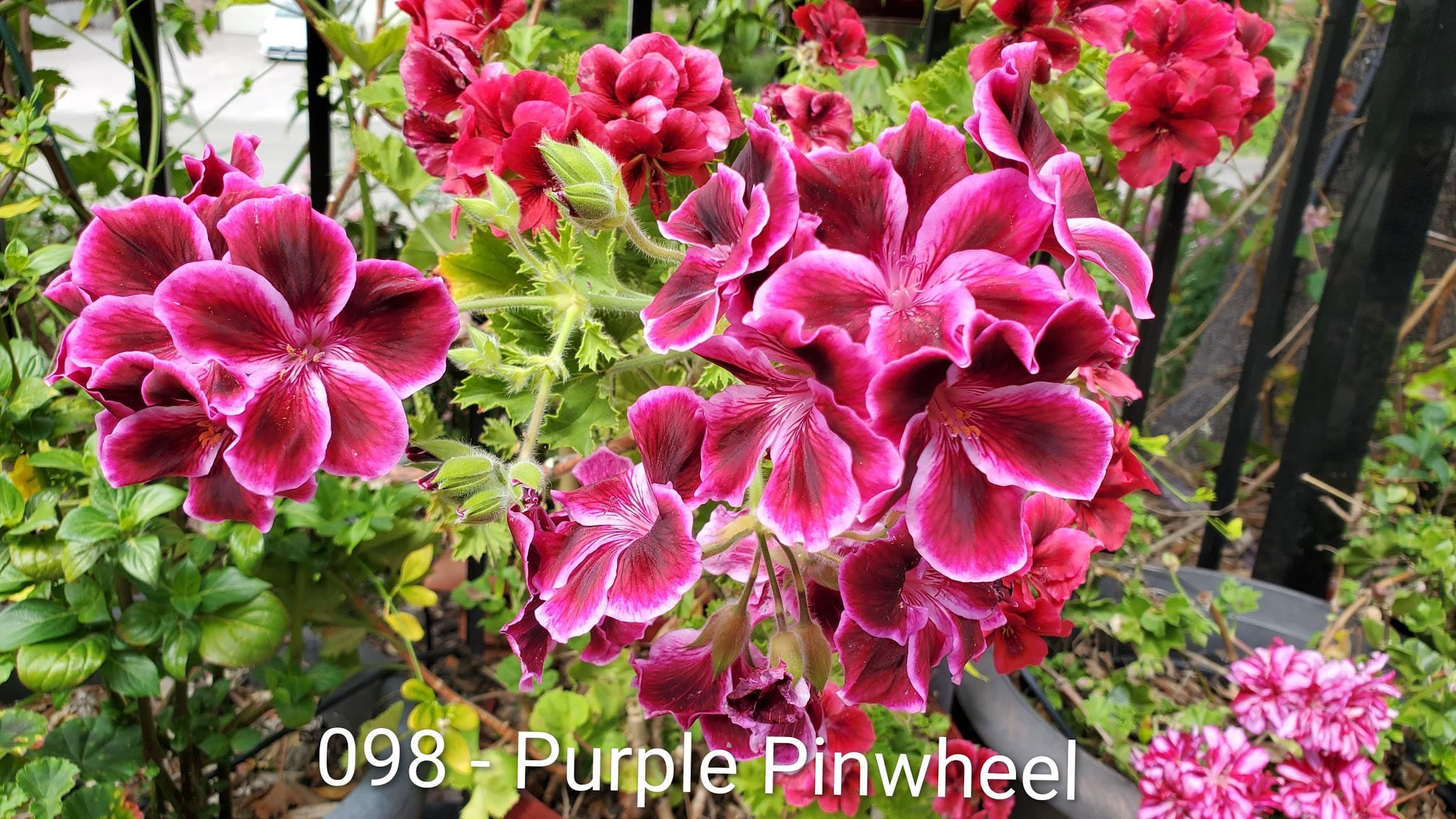 Purple Pinwheel