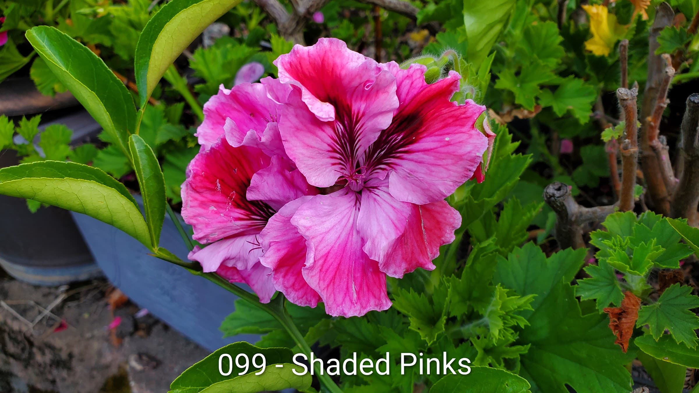 Shaded Pinks
