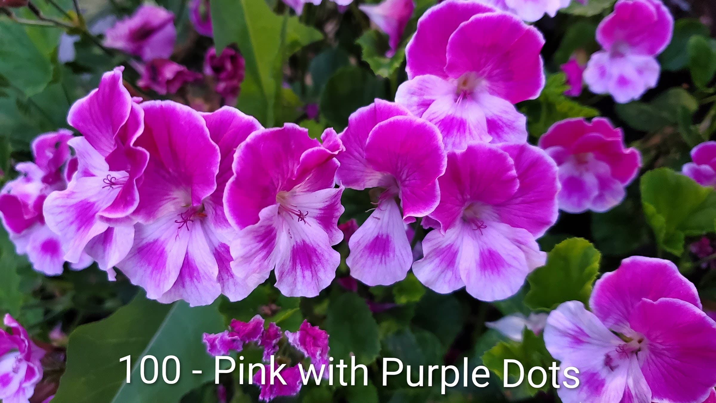 Pink with Purple Dots