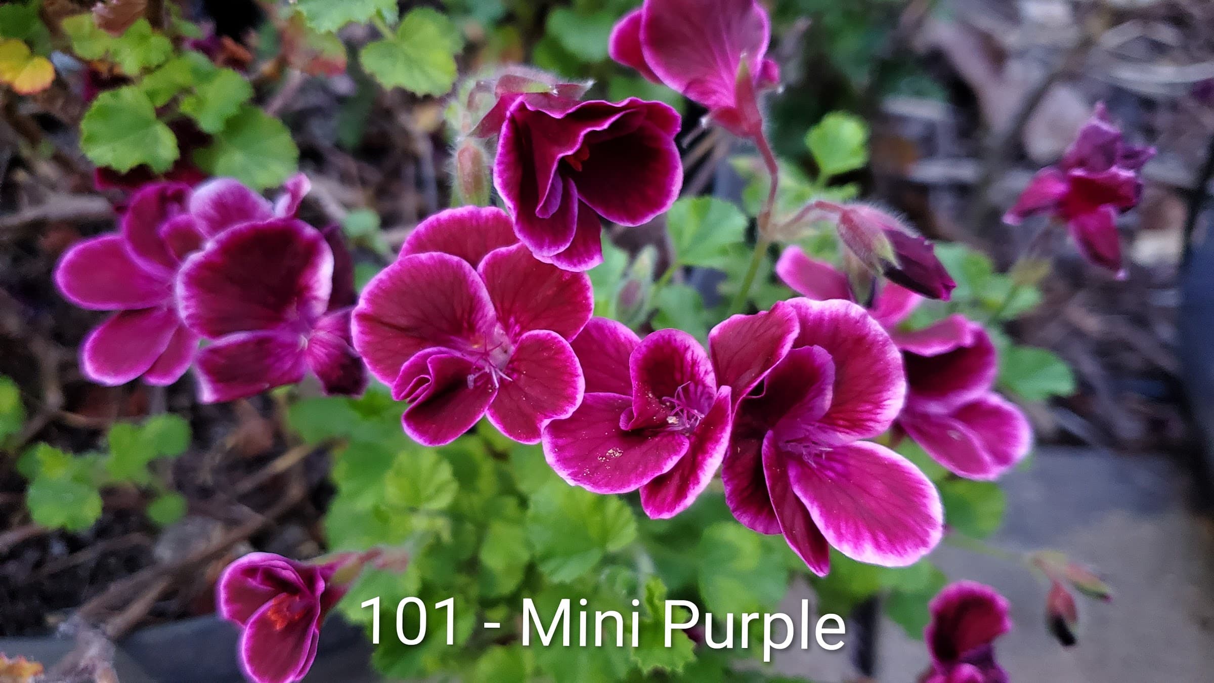 Mini Purple
