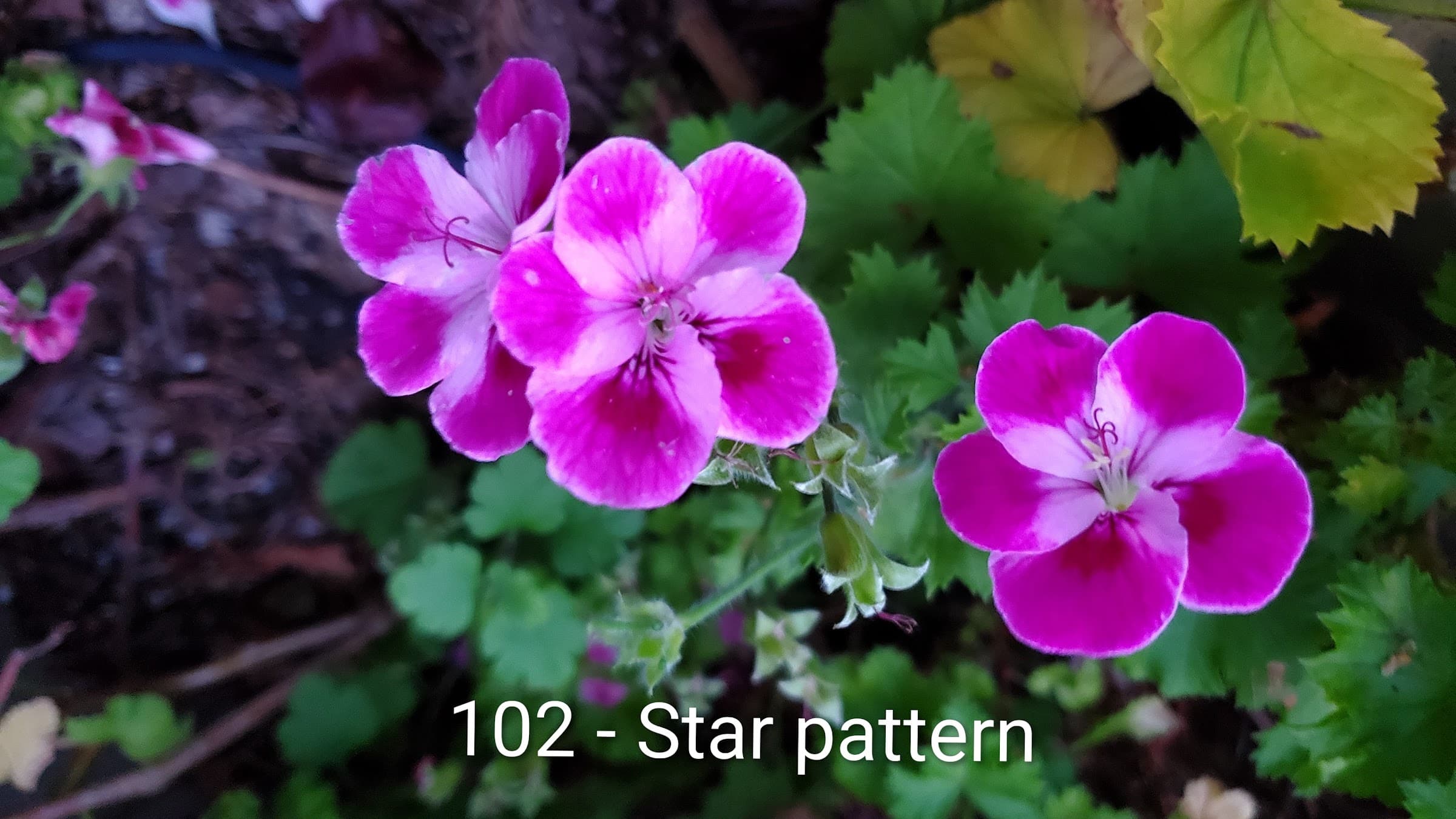 Star pattern