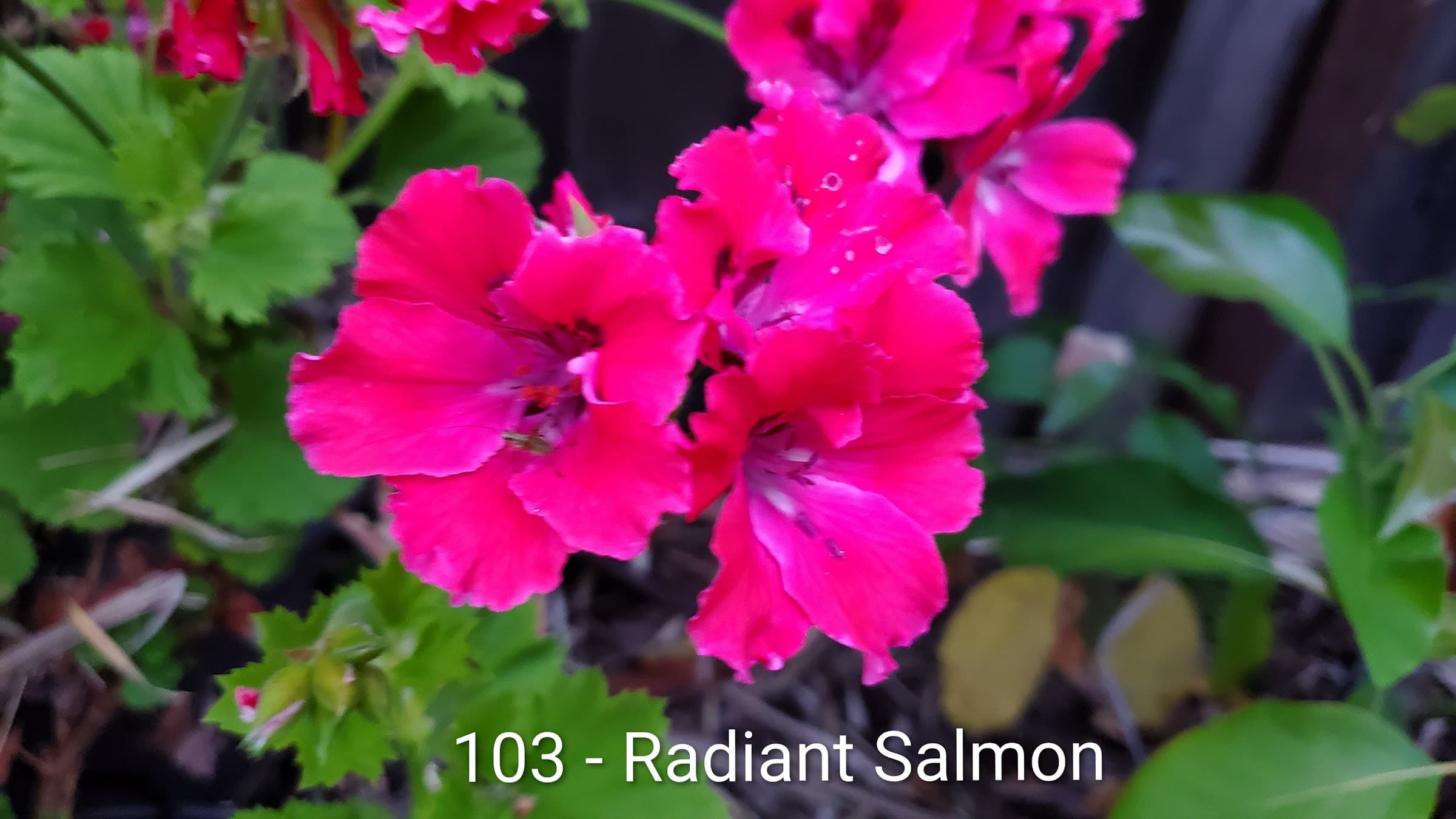 Radiant Salmon