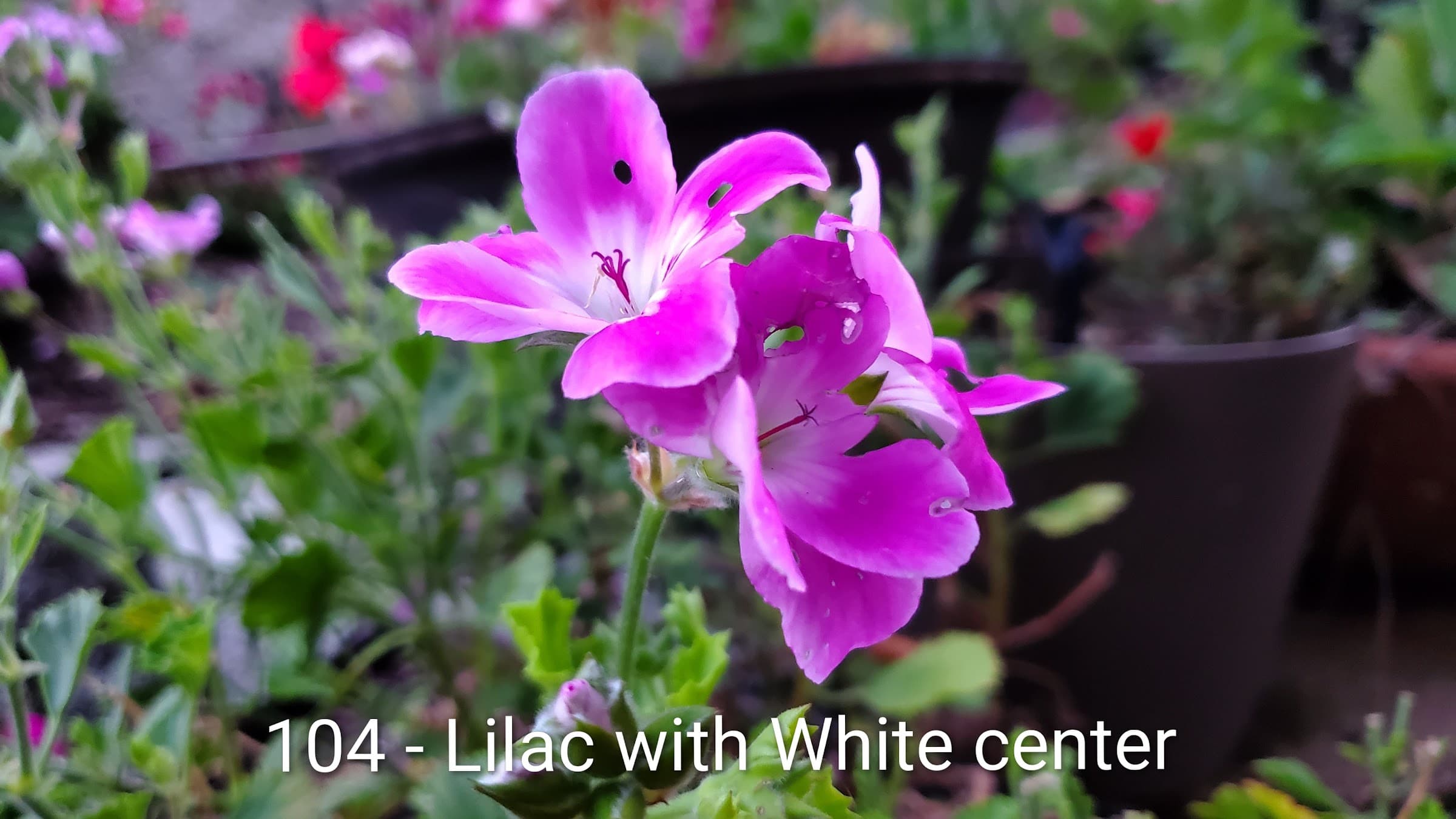Lilac with White center