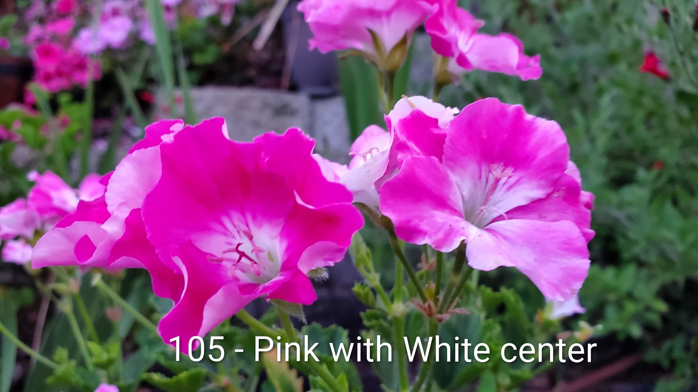 Pink with White center