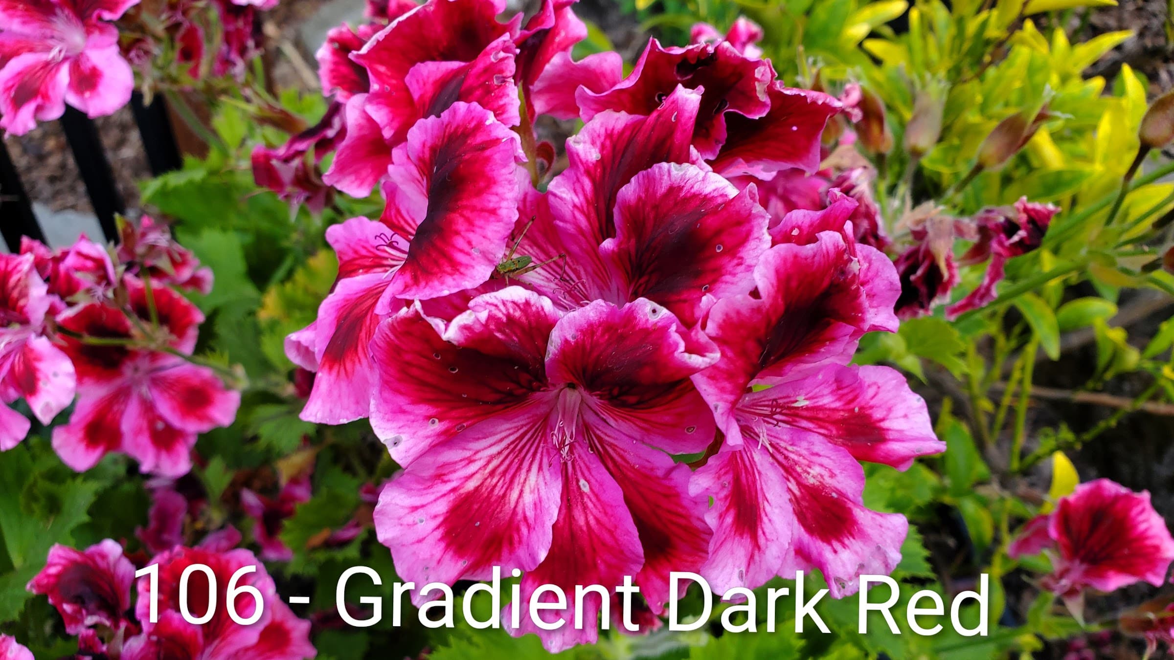Gradient Dark Red